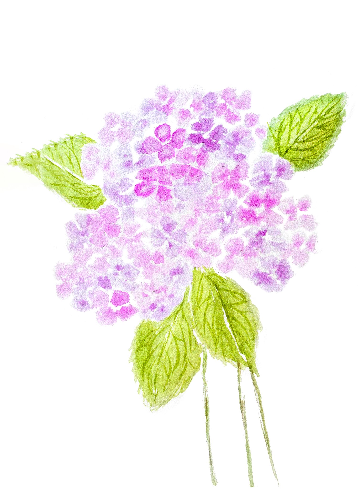 Pink Hydragea Bouquet