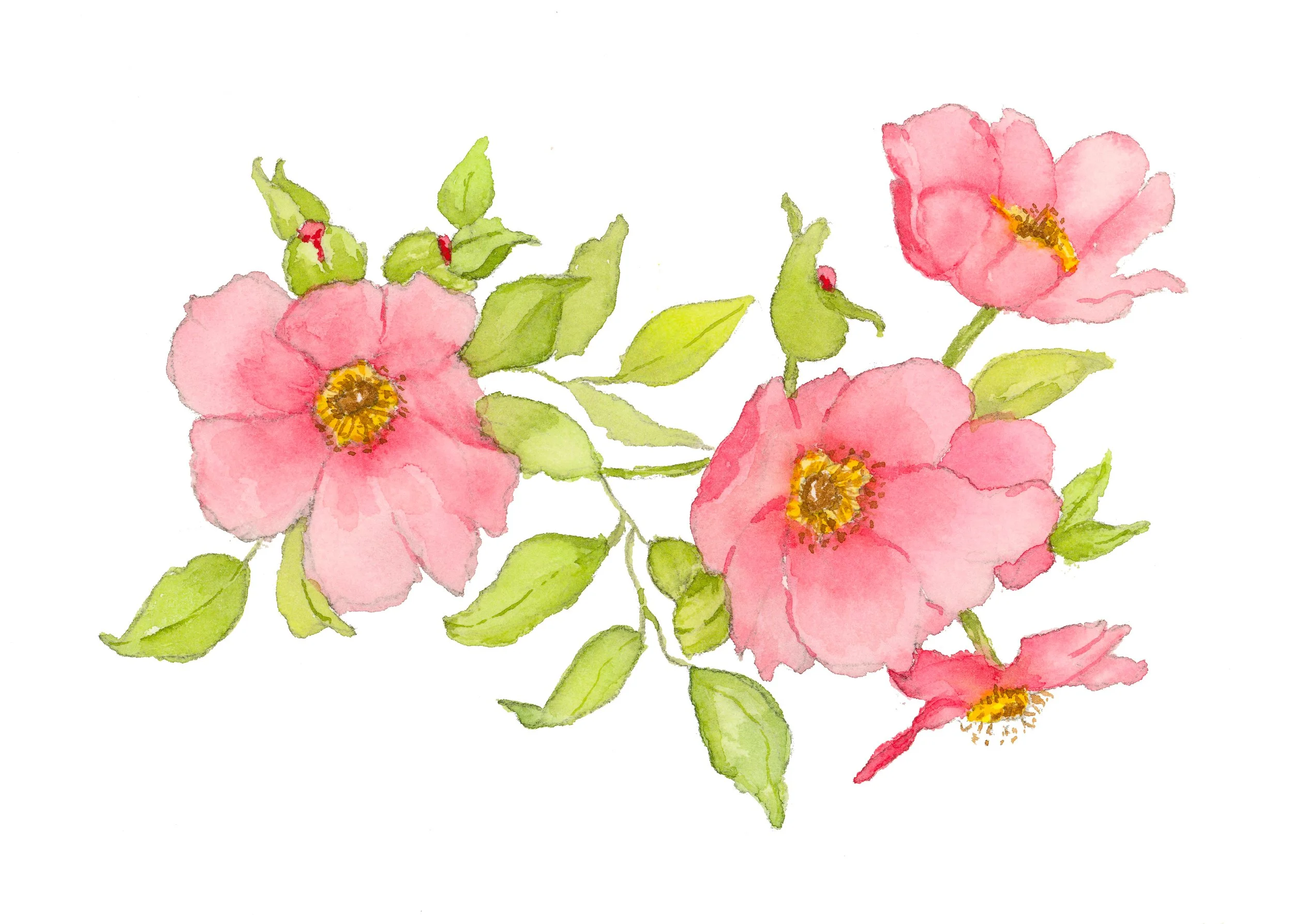 Wild Rose Spray.jpg