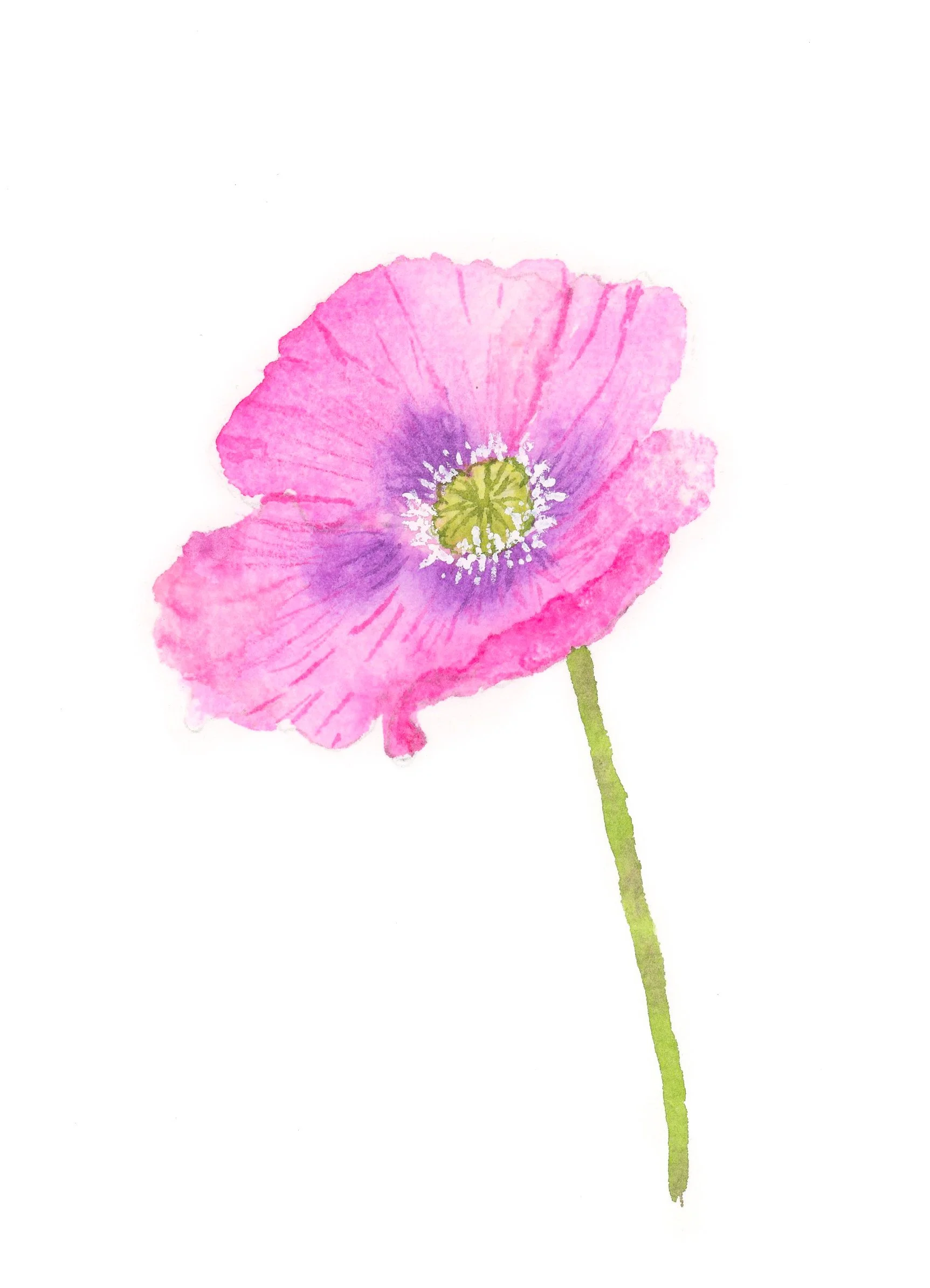 Pink Poppy 1.jpg