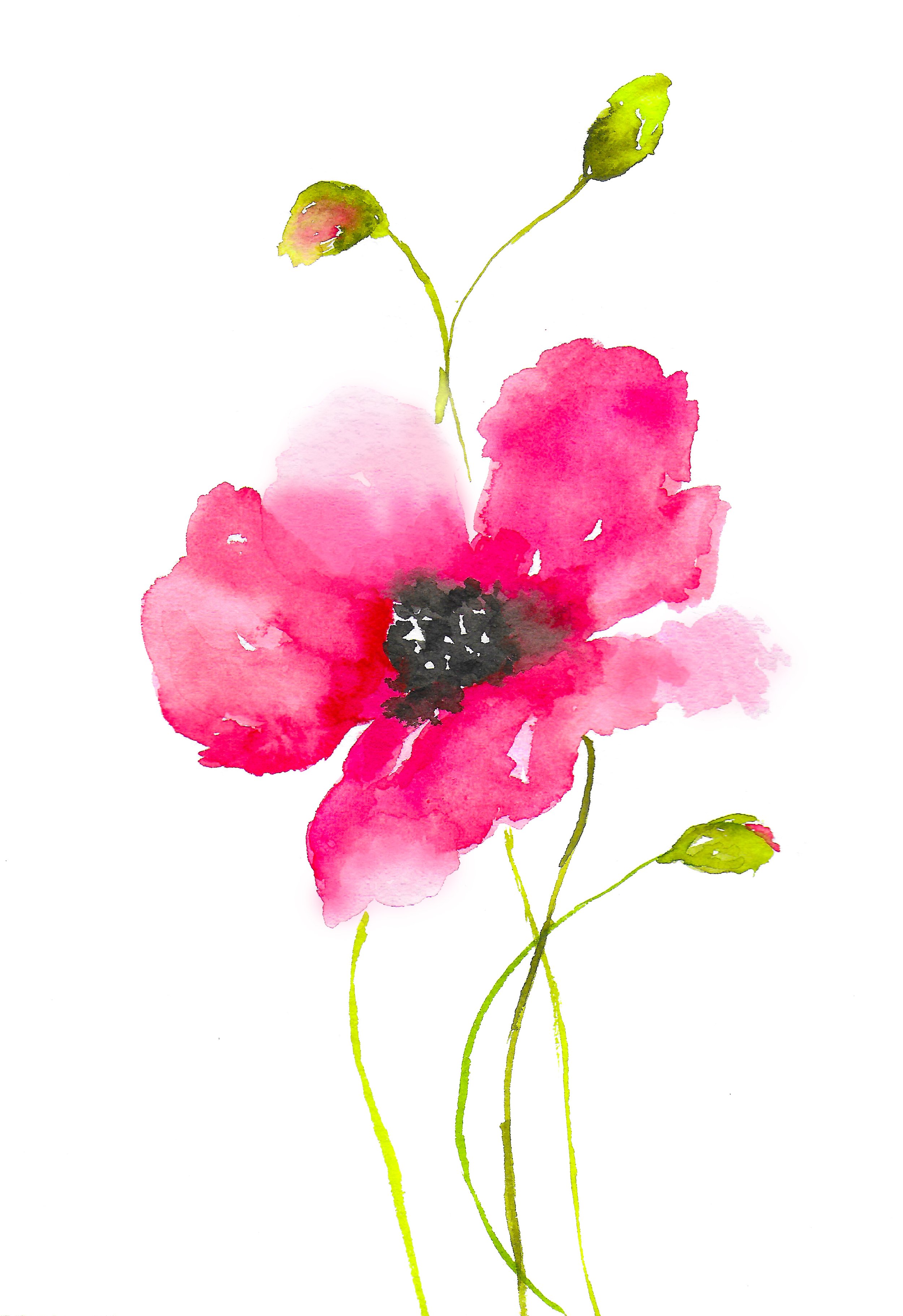 Single Pink Poppy