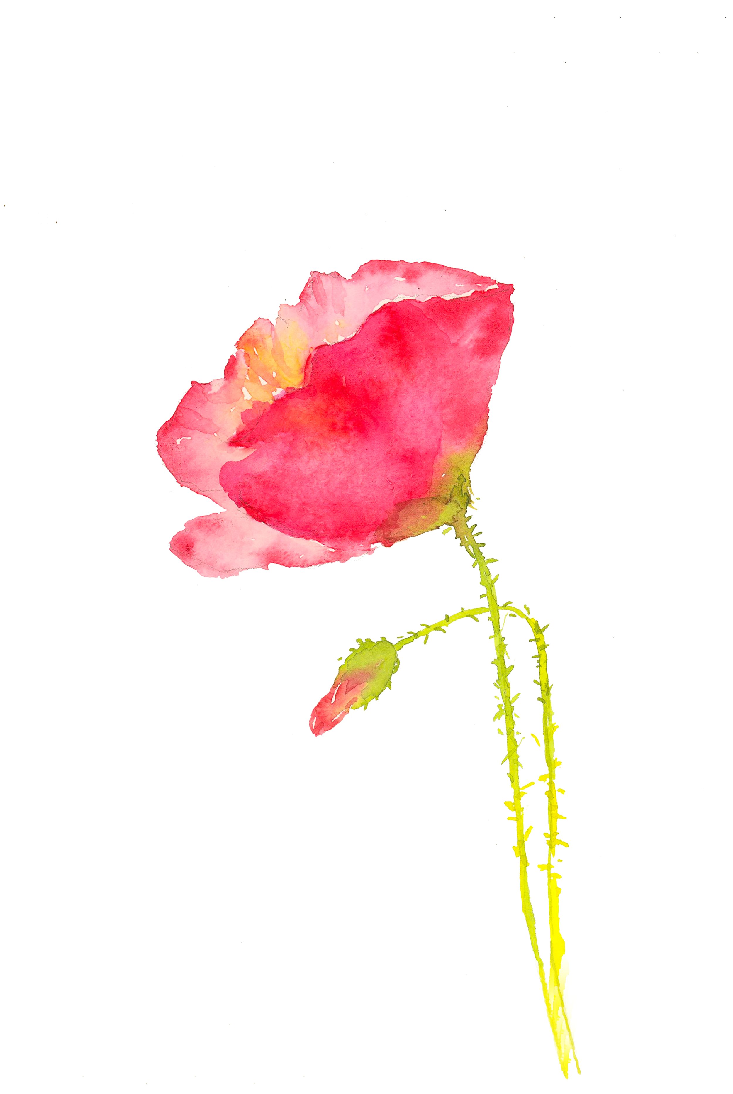 Single Red Poppy