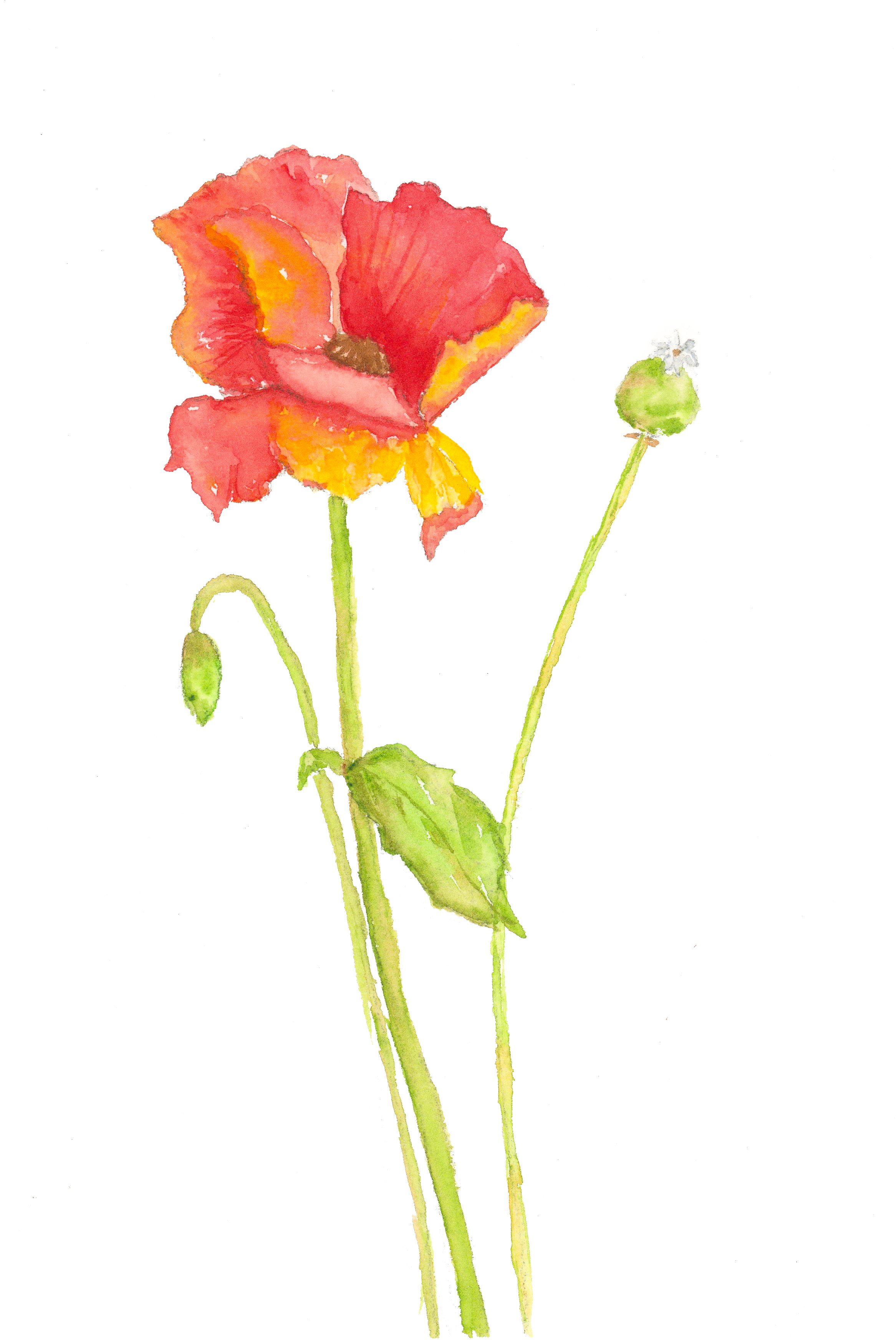 Single Red Poppy