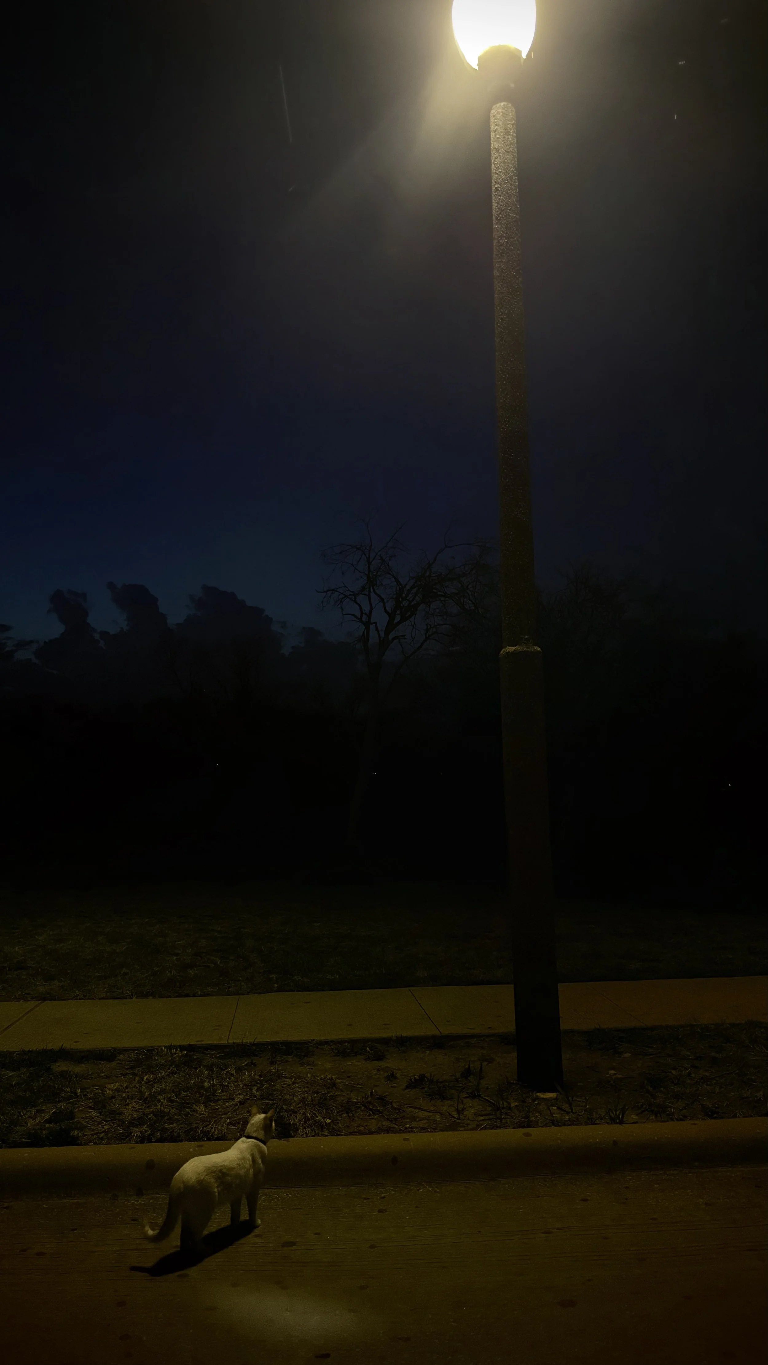 A white cat standing under a streetlamp at night, with dark surroundings and a cloudy sky.