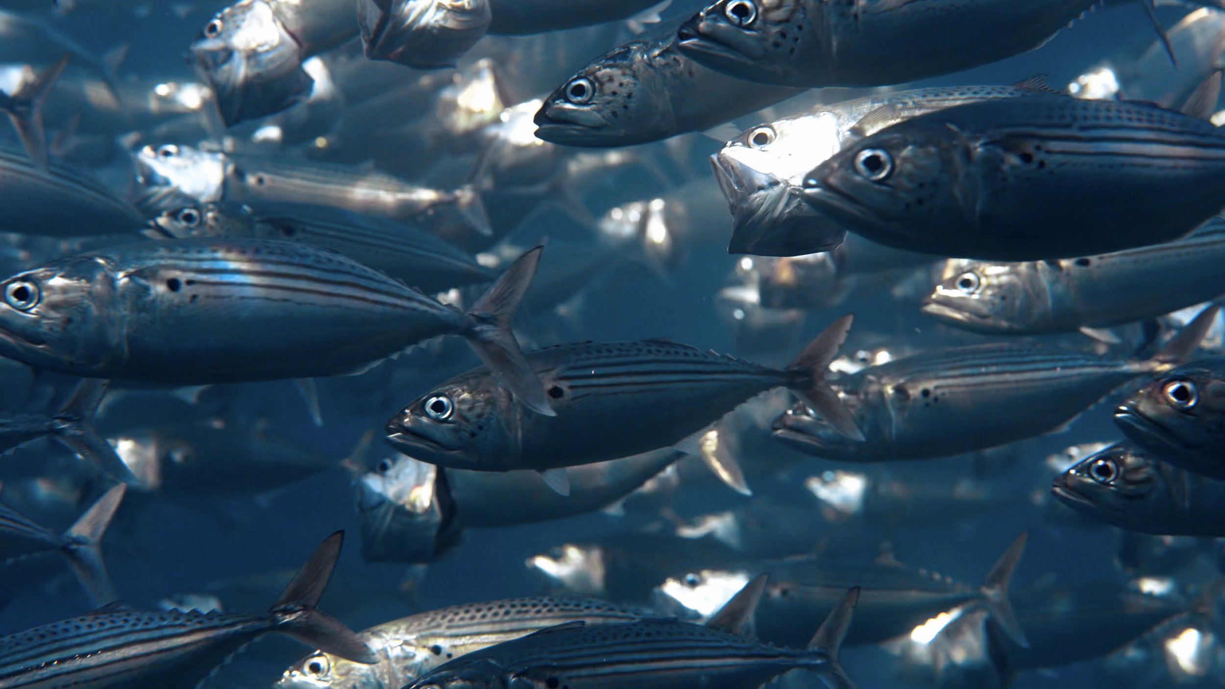 mackerel.jpg
