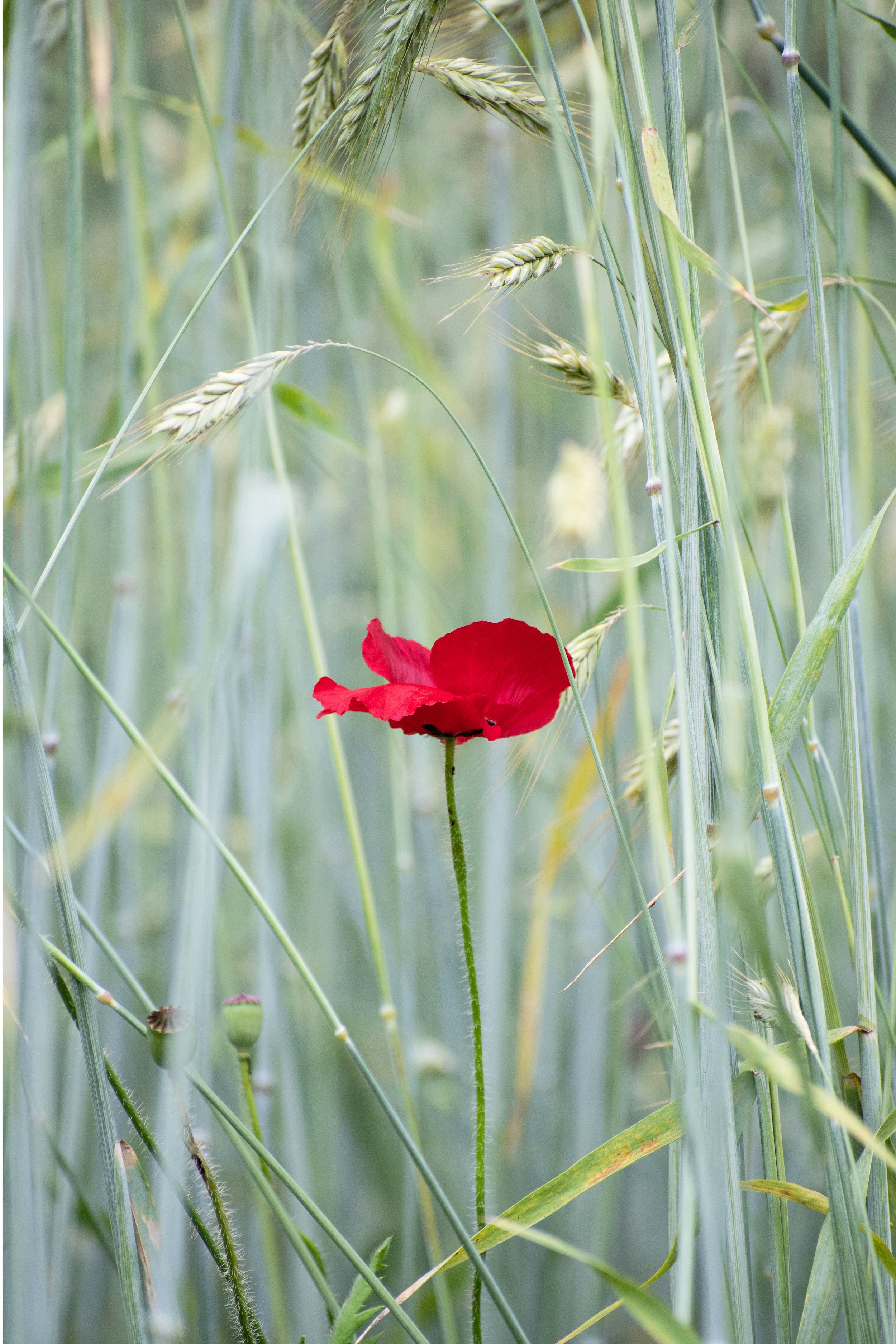 DSC_3955A.jpg
