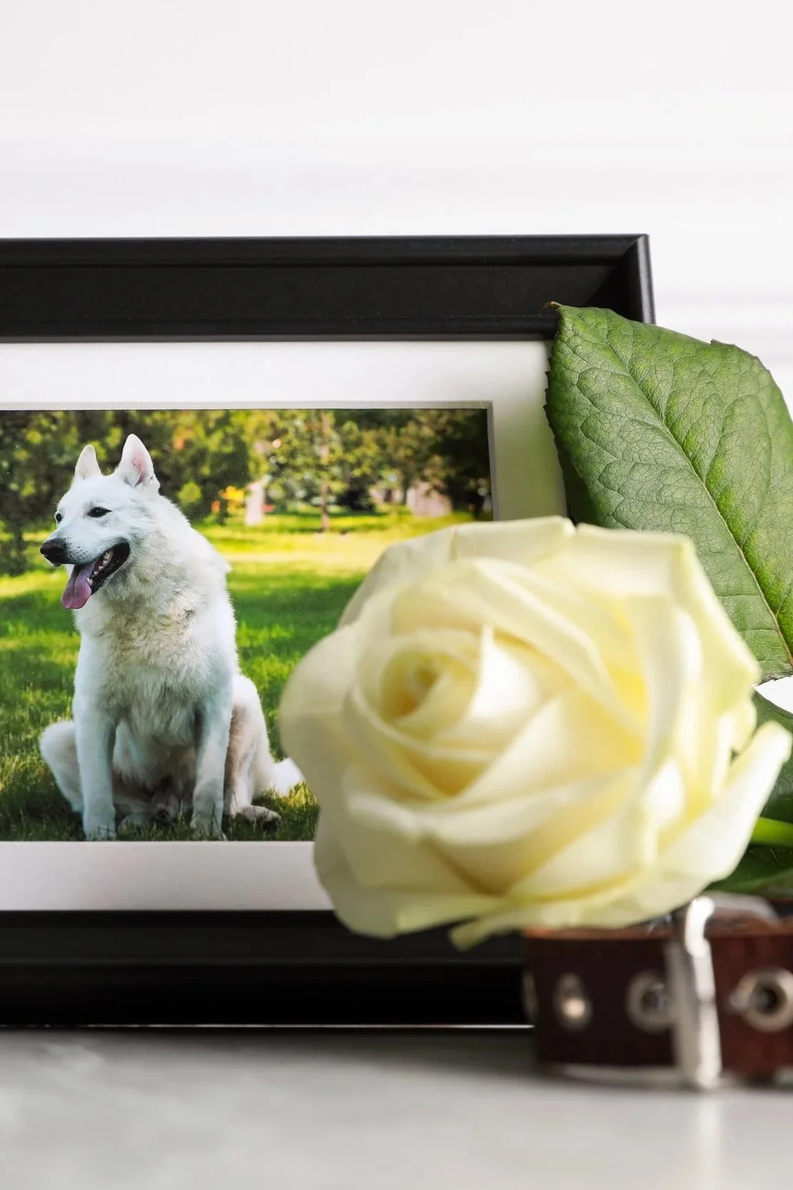 A framed photograph of a white dog sitting on grass with trees in the background, placed on a surface with a white rose and green leaves in the foreground, and a brown leather bracelet.