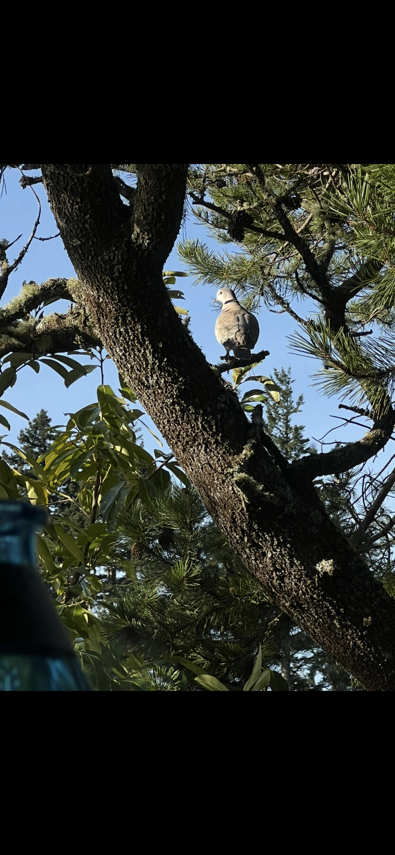 A bird perched on a tree branch among green leaves and pine cones, with a clear blue sky in the background.