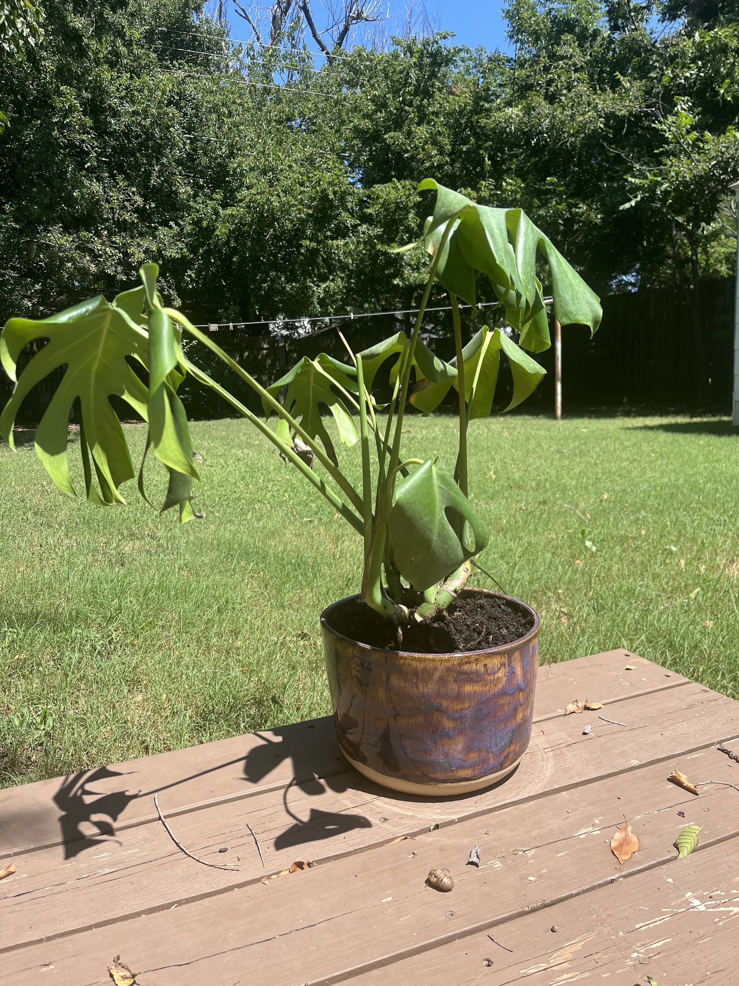 A plant in a handmade brown-glazed ceramic pot