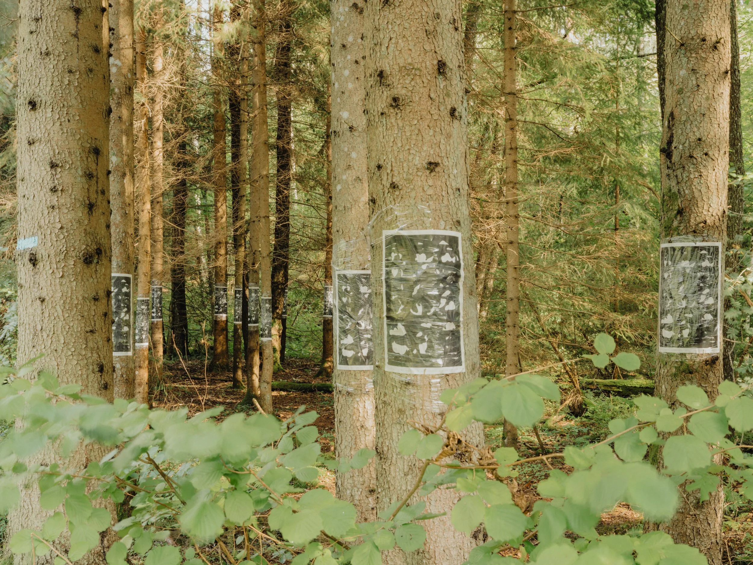 Jessica Williams — Shapes of Sorrow