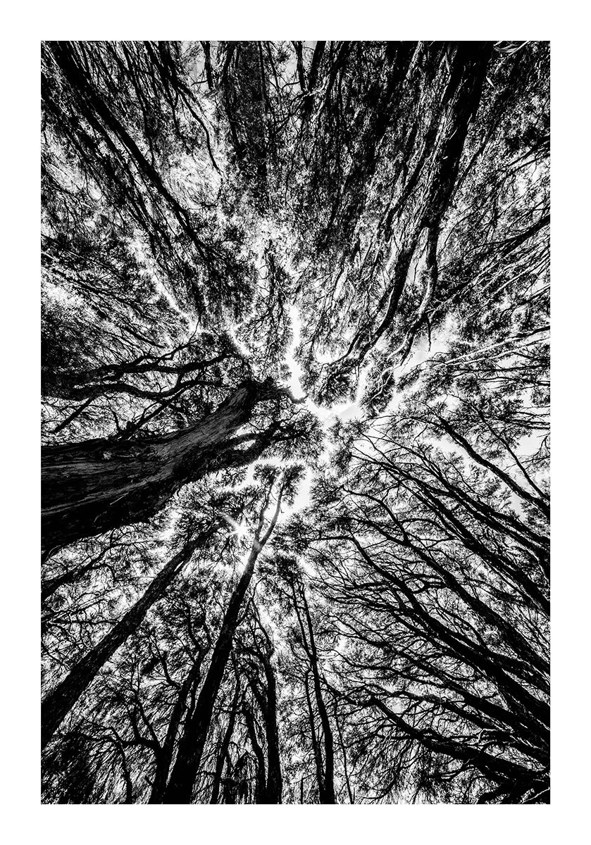 "BLACK FOREST WORLD" Black and White 2  - New Zealand