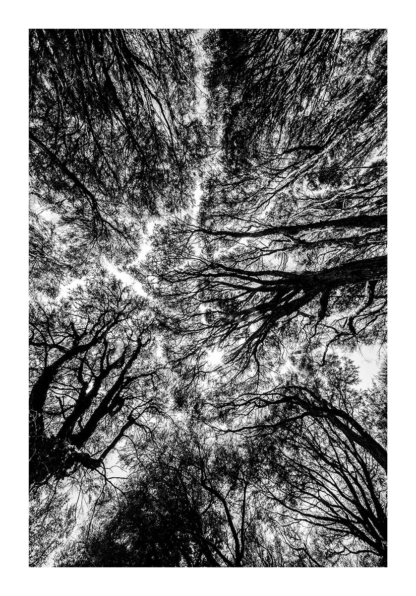 Blackforest224x16.5WEB.jpg
