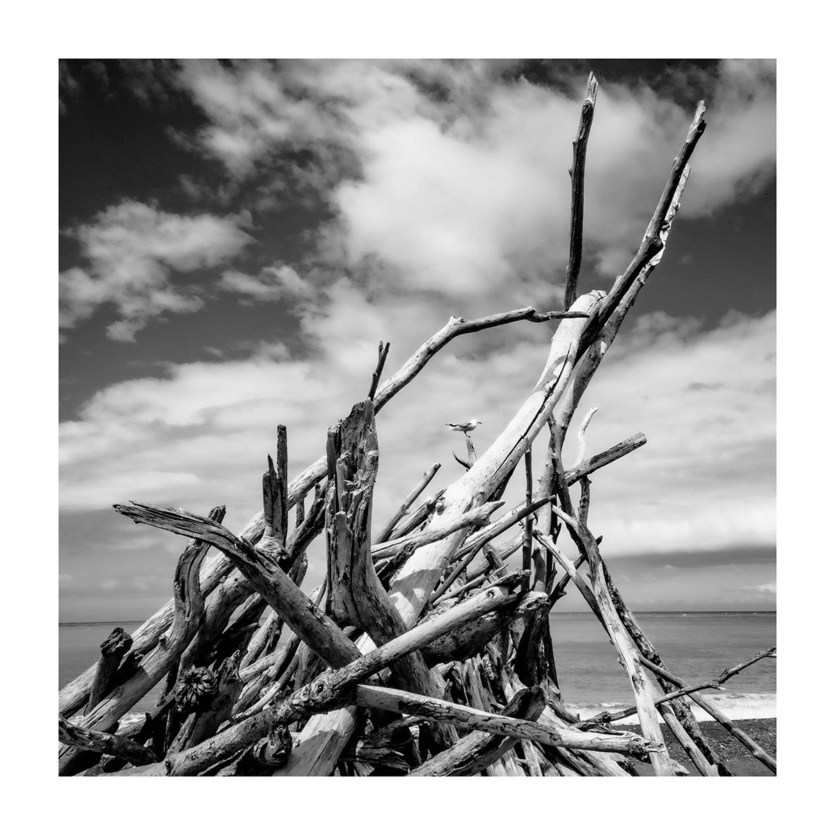 DriftwoodwithseagullWEB.jpg