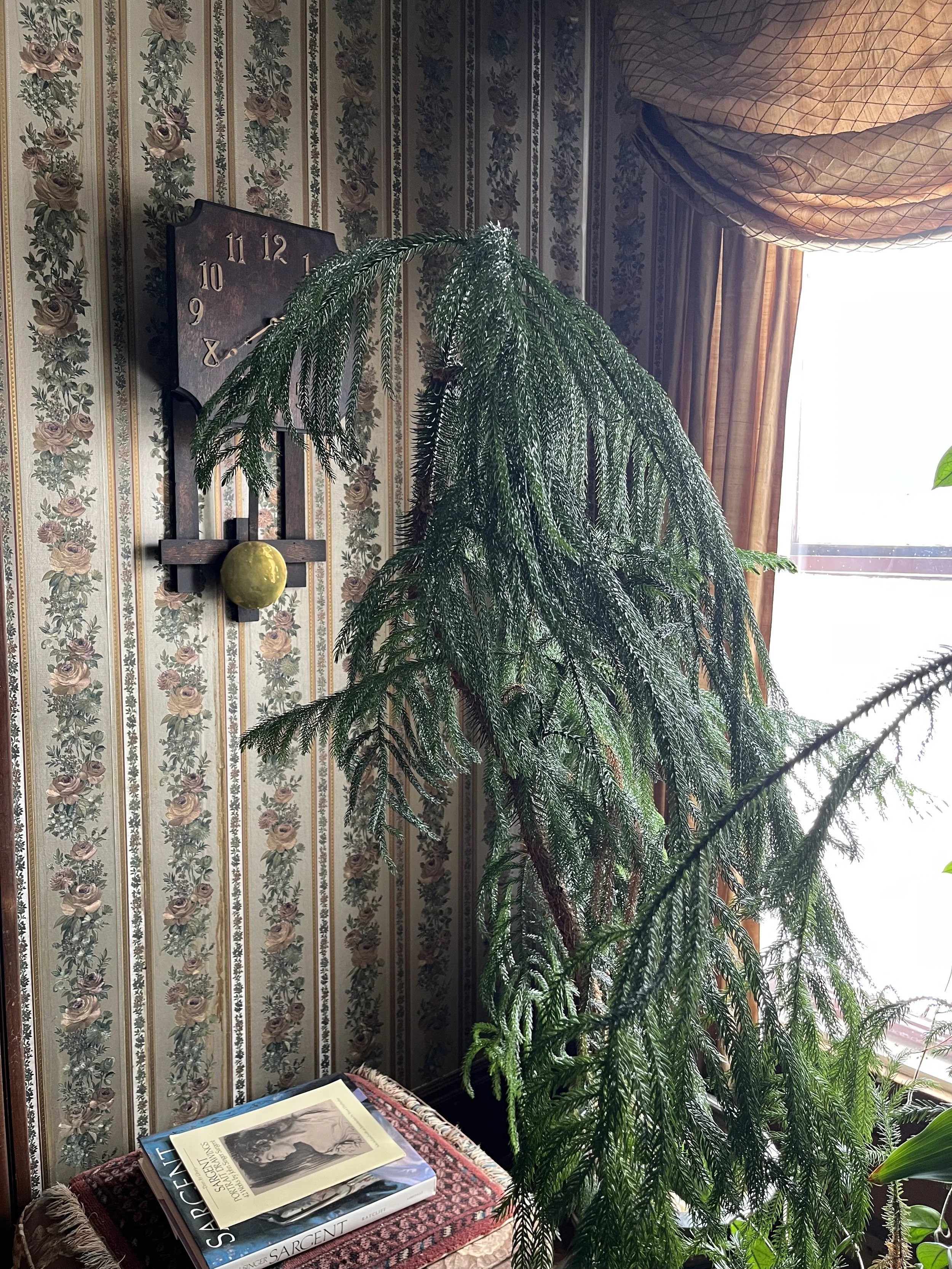Indoor scene with a large, leafy houseplant next to a window. A vintage clock with a wooden frame and large numbers hangs on a floral-patterned wallpapered wall. There is a table with books, including one titled 'Sargent,' and a red patterned cloth.