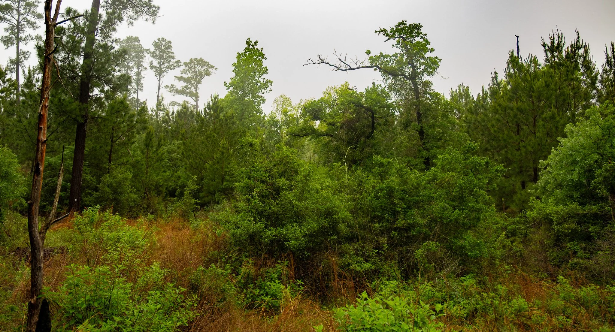 DSCF8807.jpg