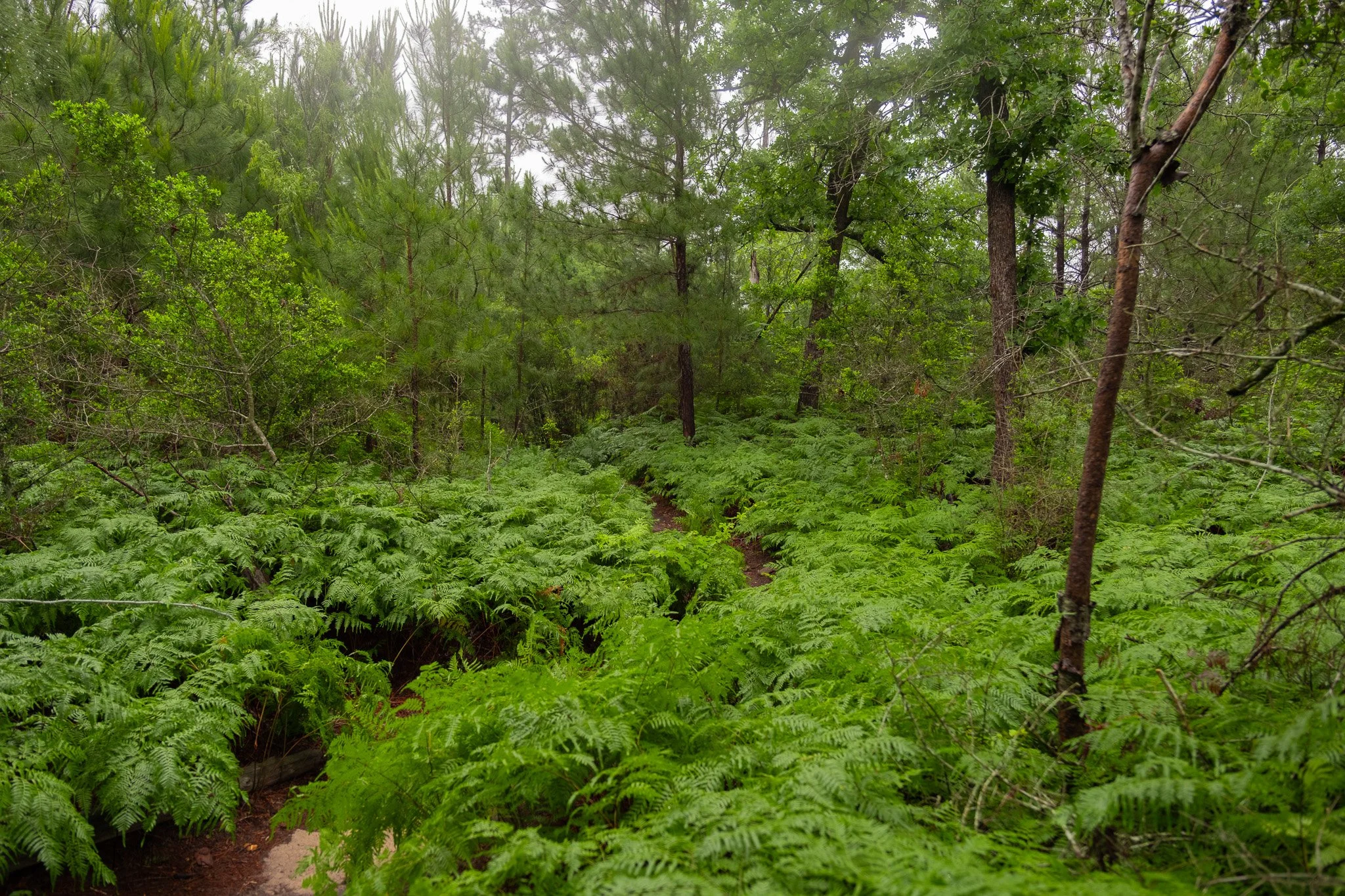 DSCF8859.jpg