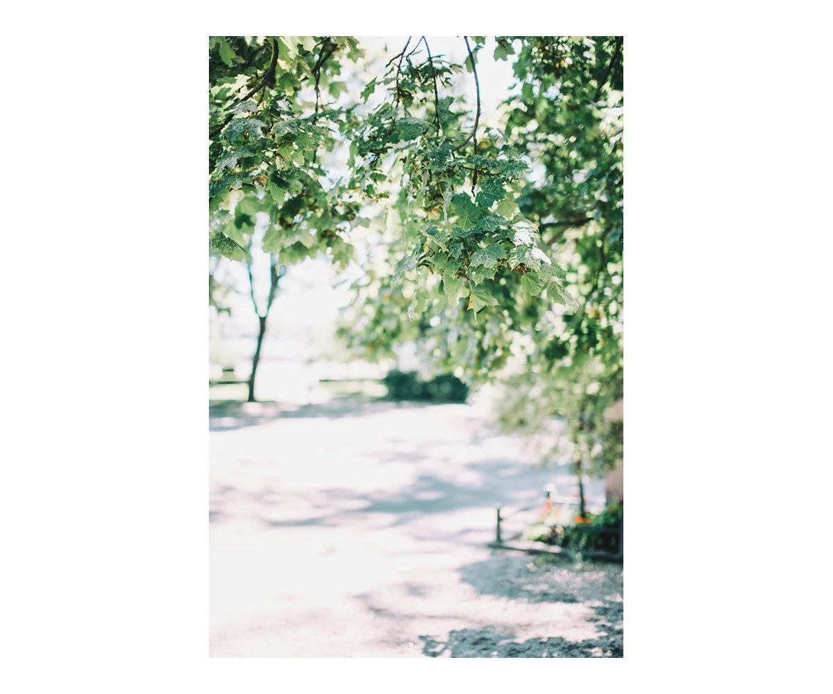 Close-up of green leaves on a tree branch with sunlight filtering through, in a park or outdoor setting.