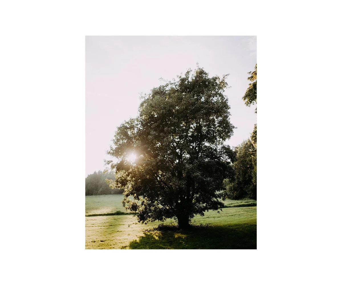 A tree in a grassy field with sunlight shining through its branches during sunset or sunrise.