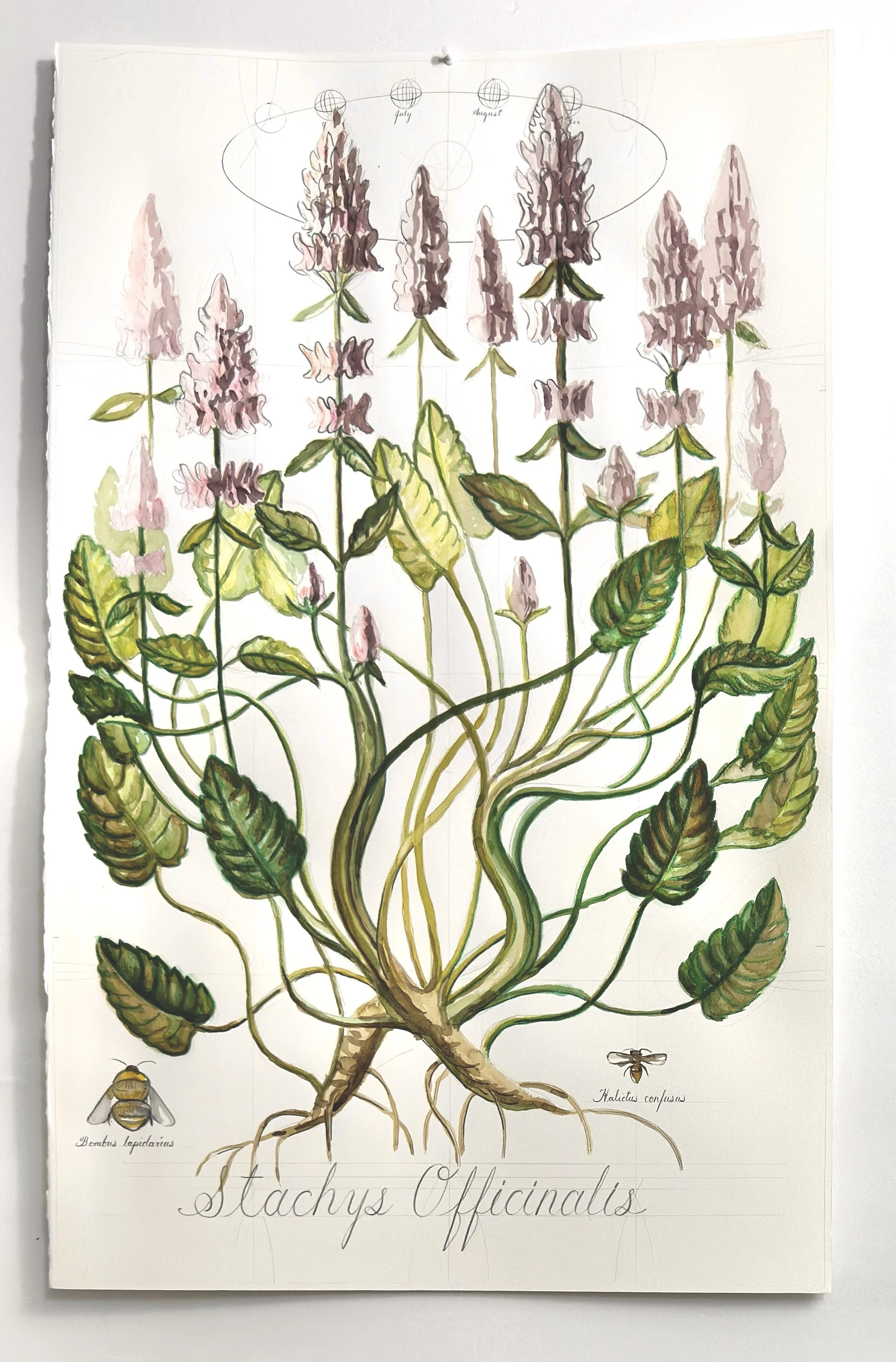 Stachys Officinalis Dec 2025

Watercolor on paper 6" x 8"