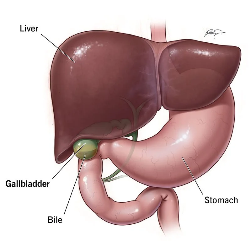 Your Liver and Gallbladder