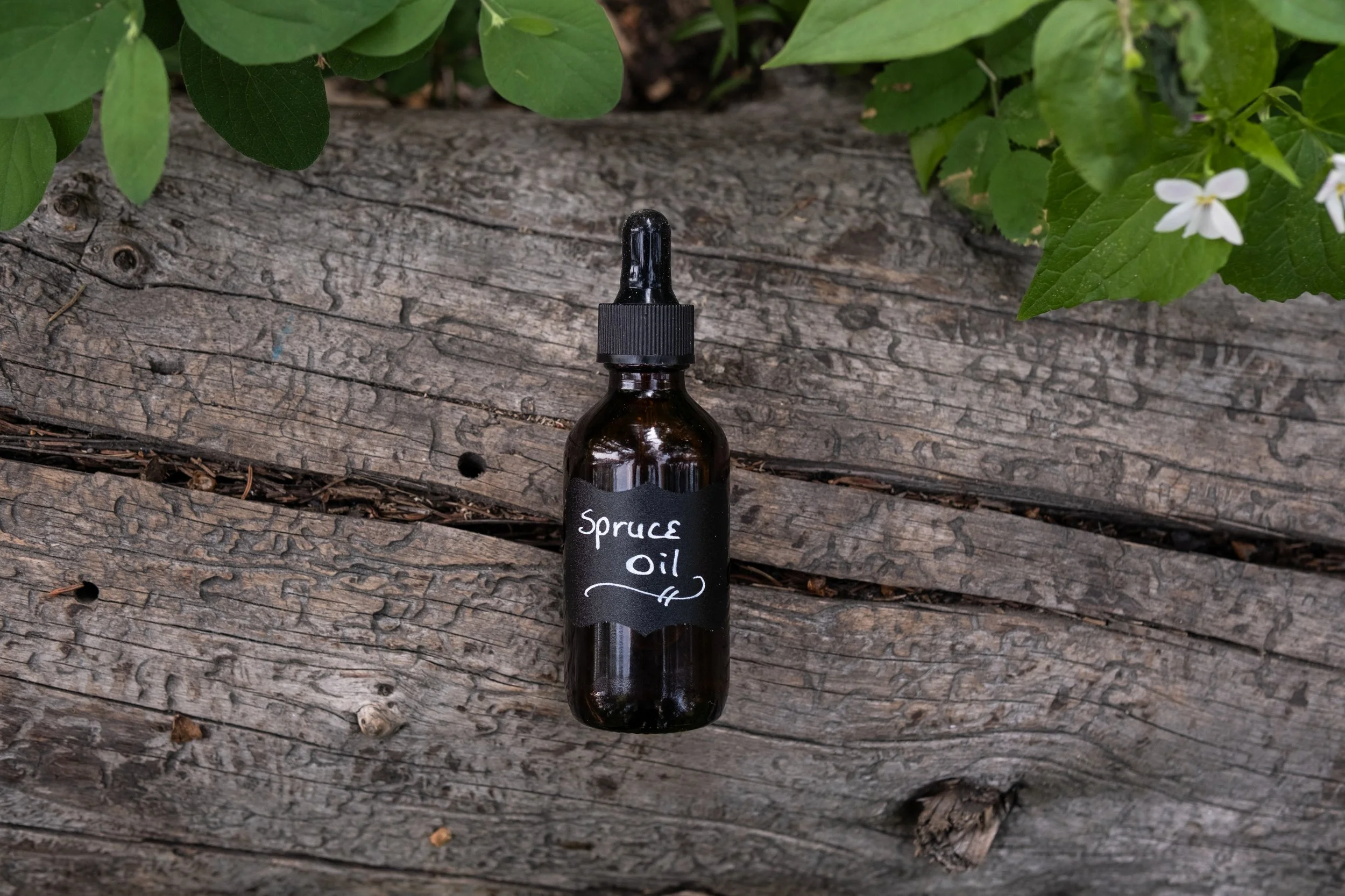 Spruce Oil – Forest Medicine for the Body + Spirit