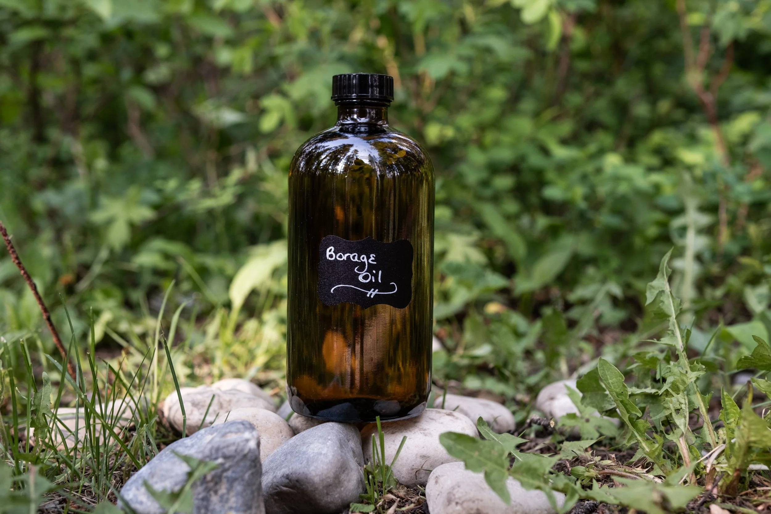 Borage Oil – Deep Cellular Nourishment for Skin + Hormones