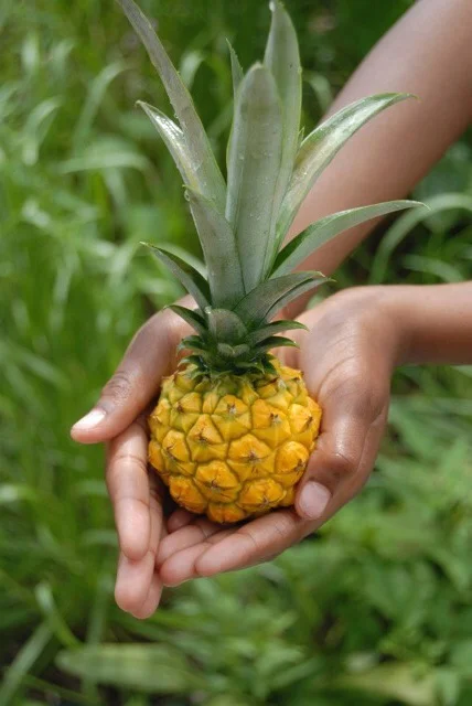 2-Day Edible Schoolyard Teacher Academy