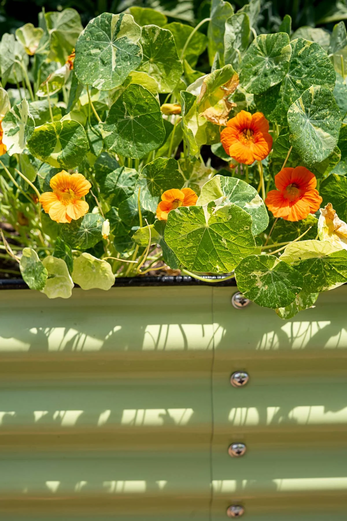 Edits-April-Garden-Shift-and-Kitchen-Academy-13 (1).jpg