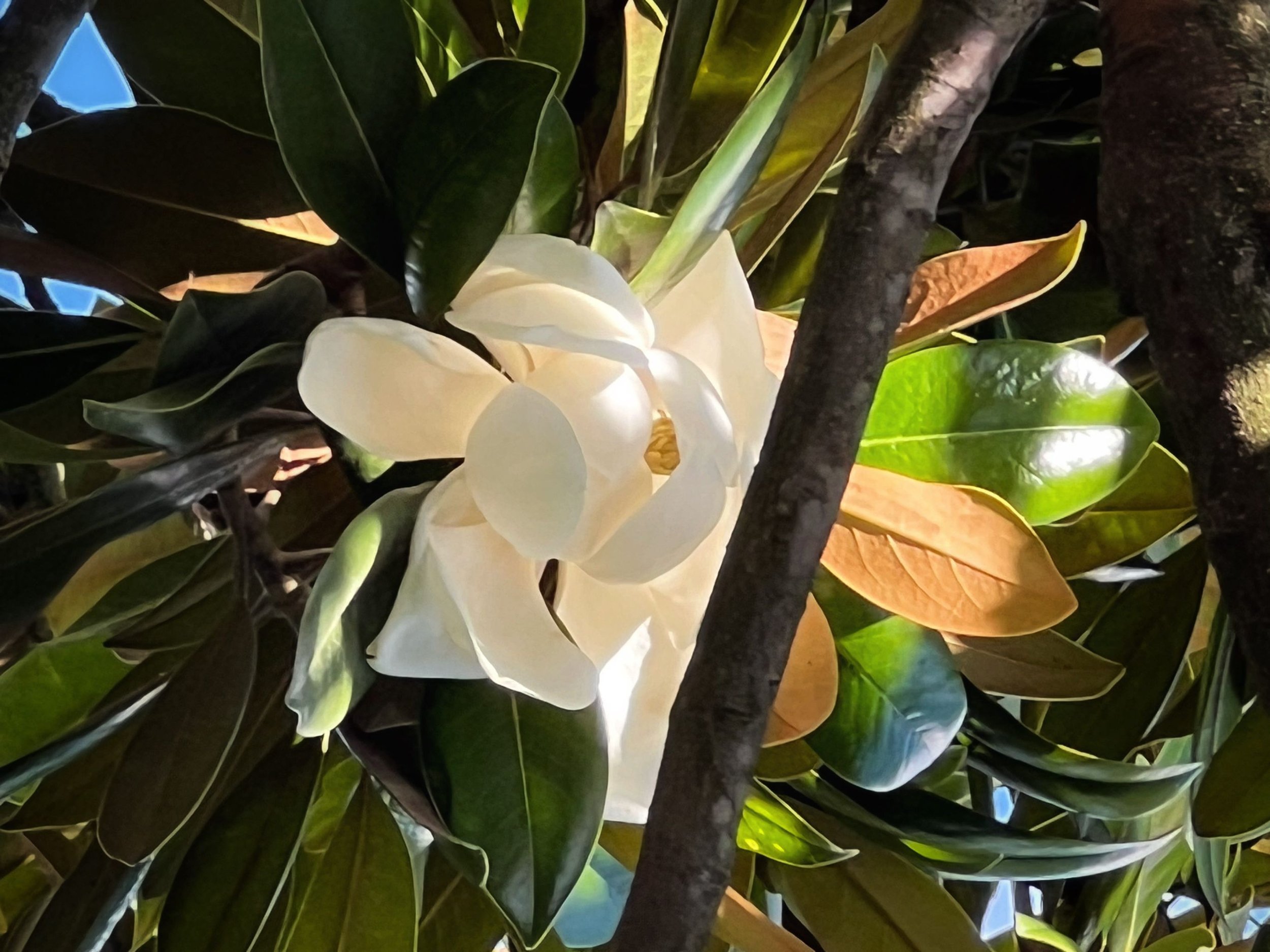 Fragments and Wholeness &amp; Healing