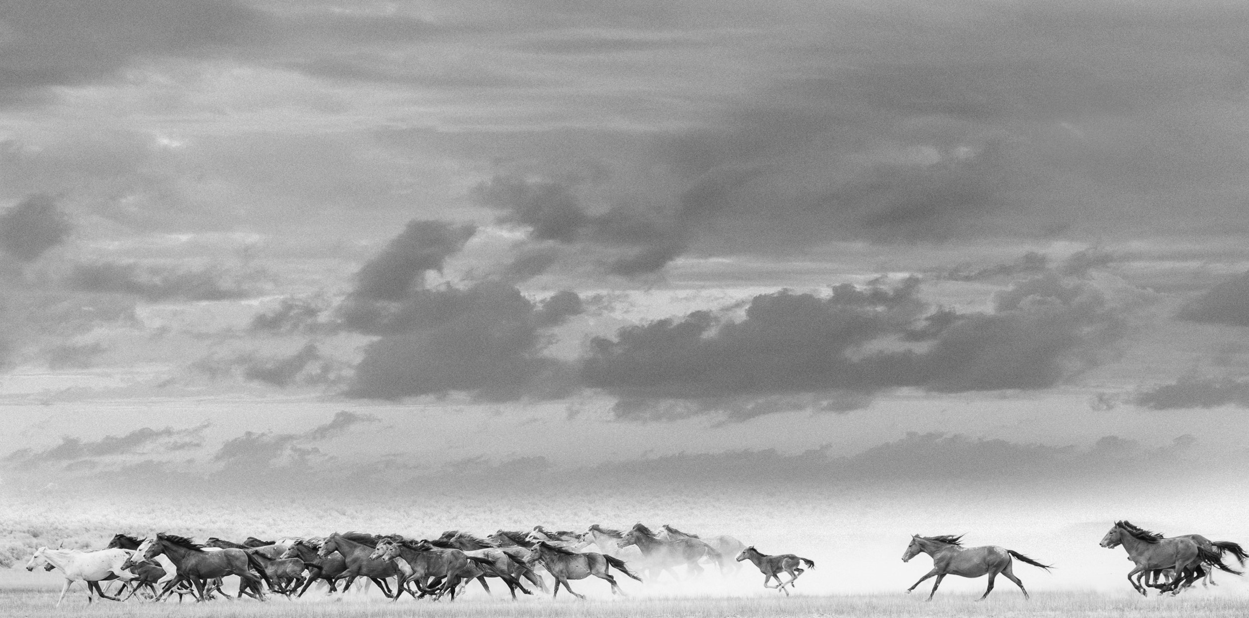 Wild Mustangs on the Horizon
