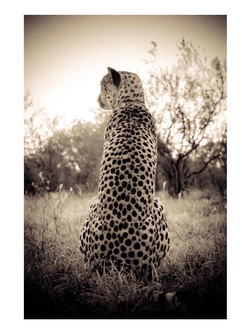 Leopard 1