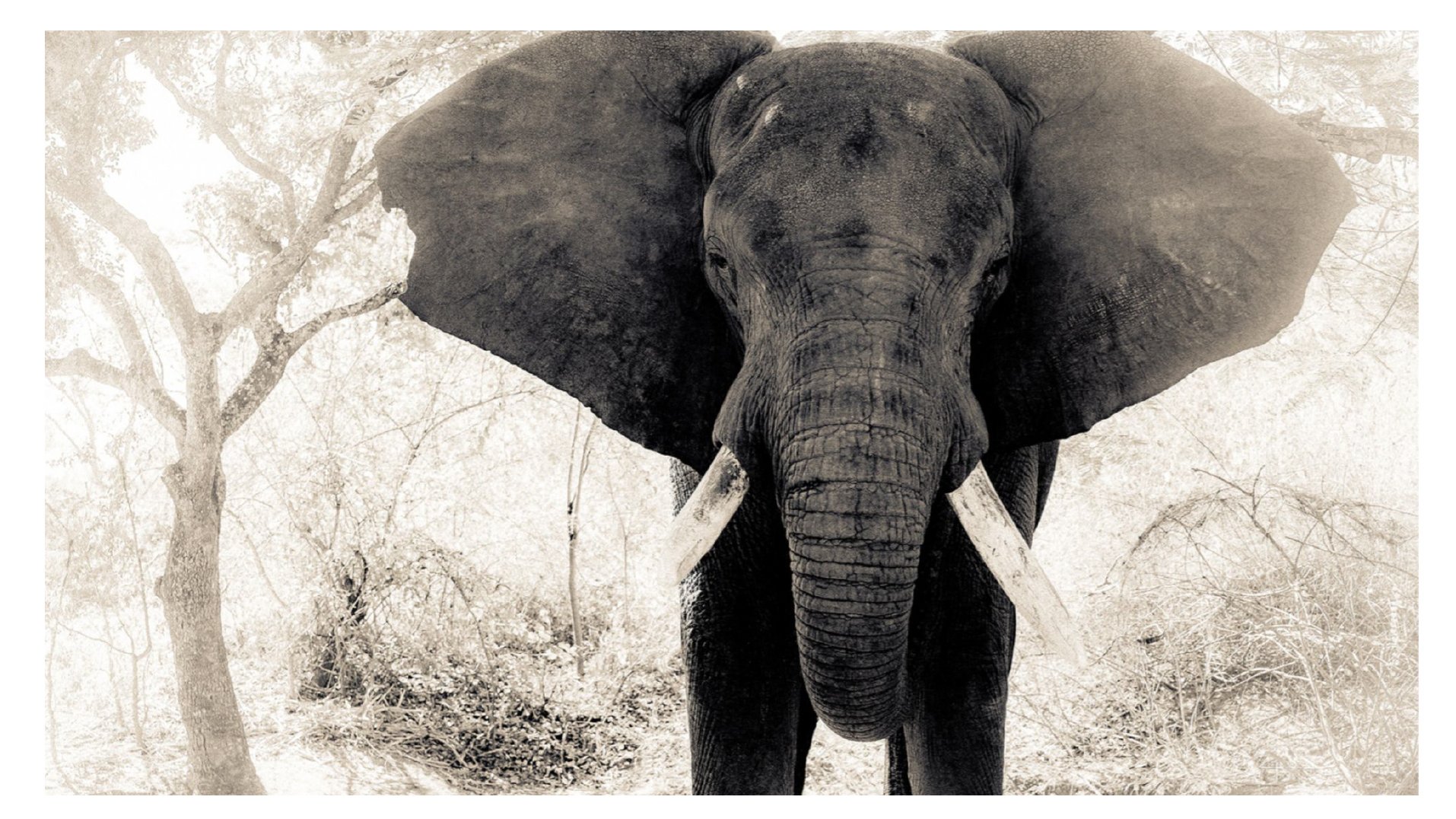 Elephant Brush