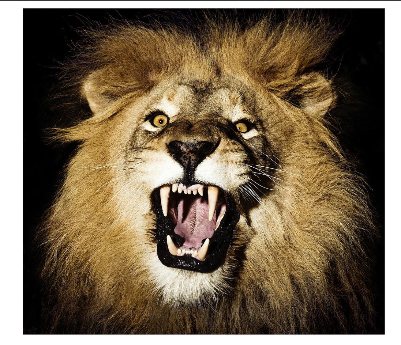 Lion 1
