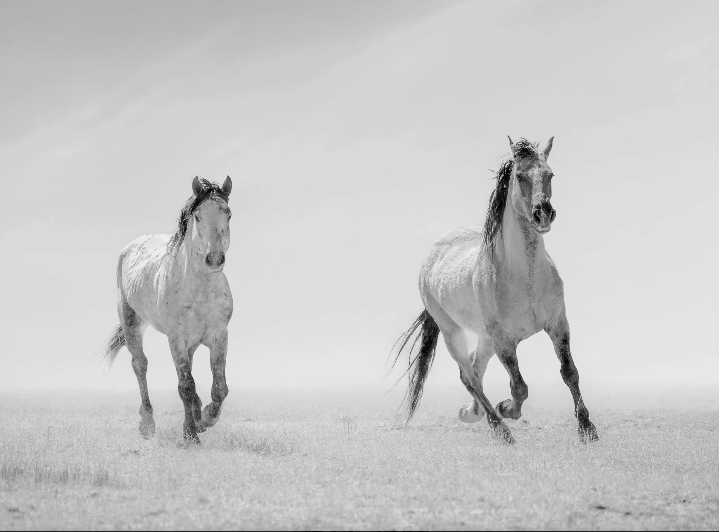 Wild Mustangs Running