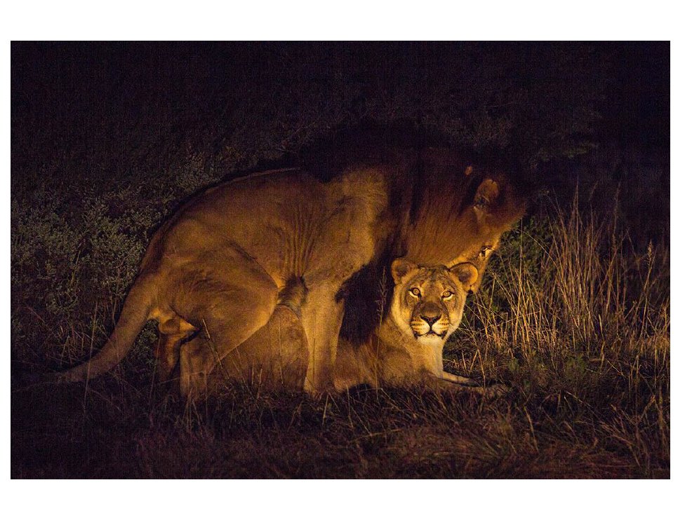 Lions Mate
