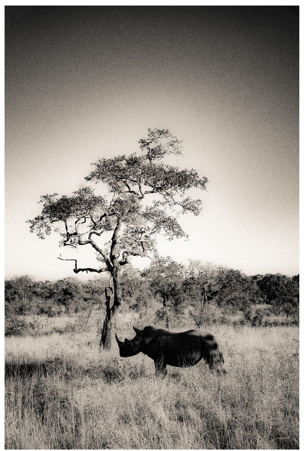 Rhino