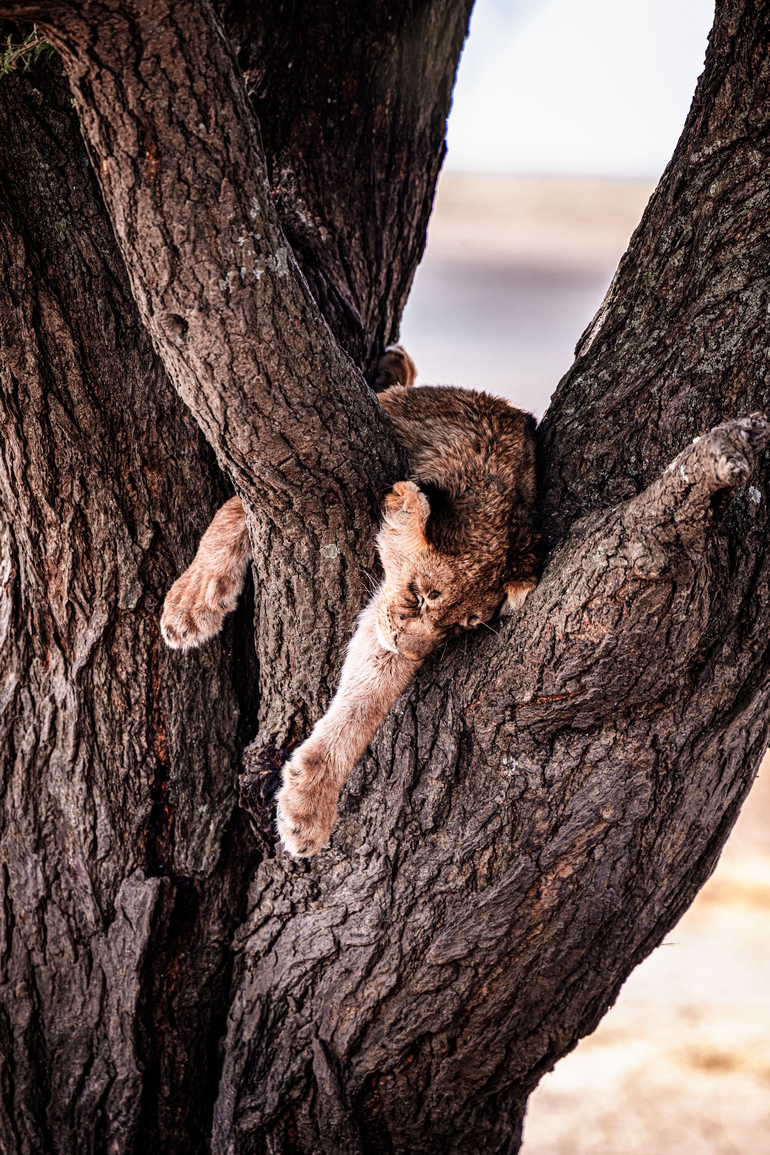 A lion cub sleeping in the fork of a large tree with rough, textured bark.