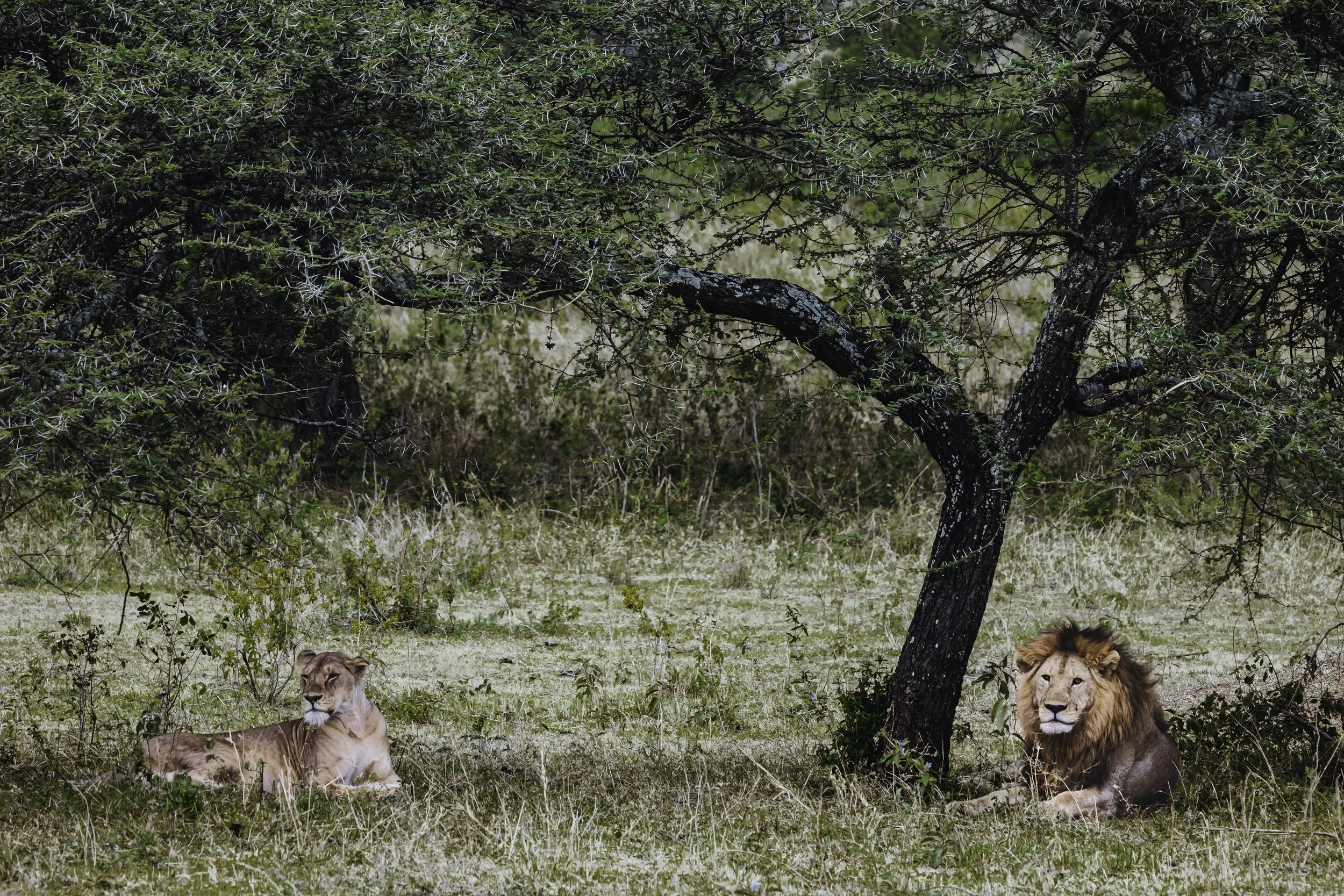 Two lions lying on the grass beneath a tree with thorny branches, surrounded by a natural savanna landscape.