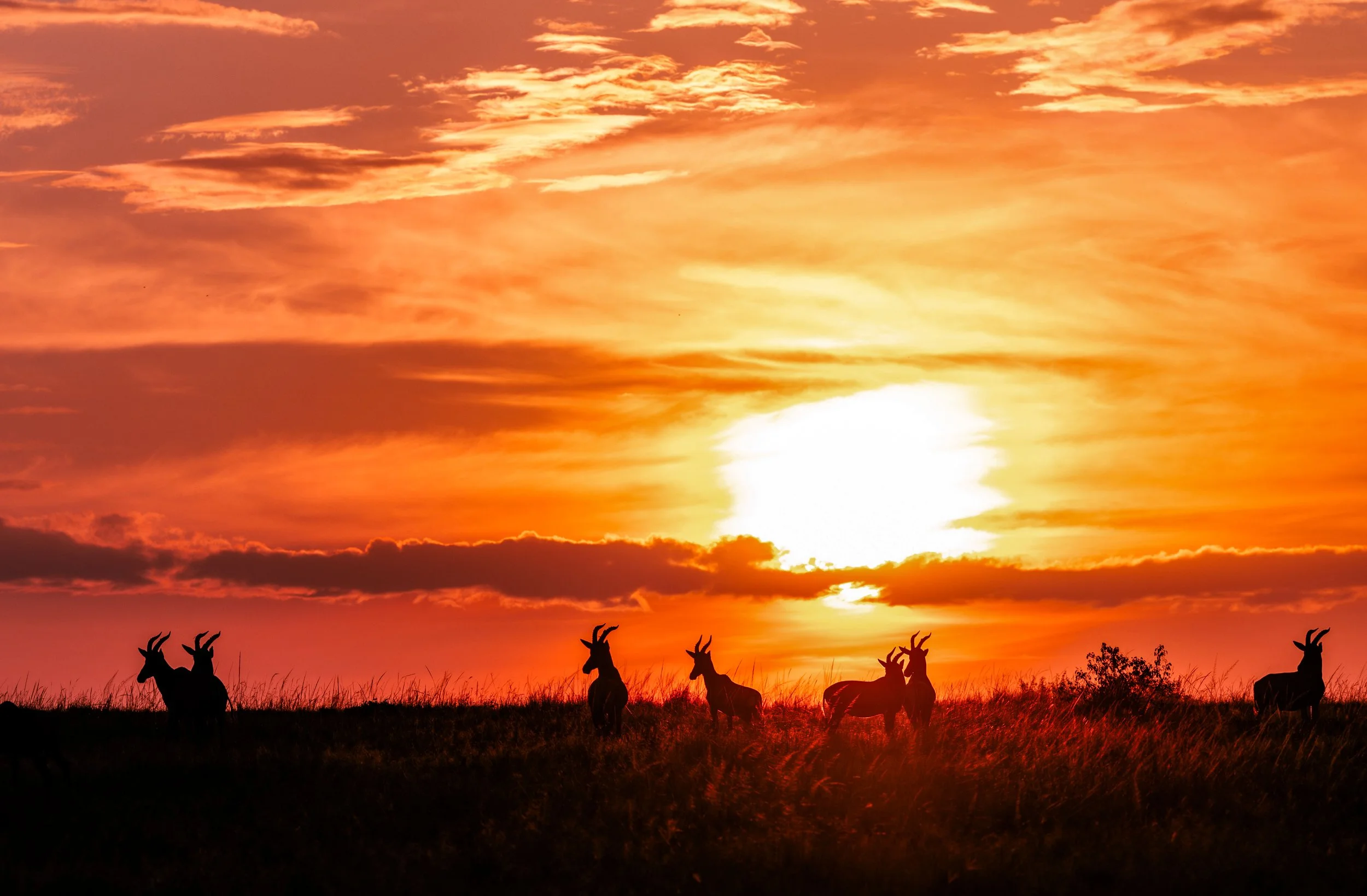 Silhouettes of a herd of goats standing in a field at sunset with a vibrant orange and yellow sky and clouds.