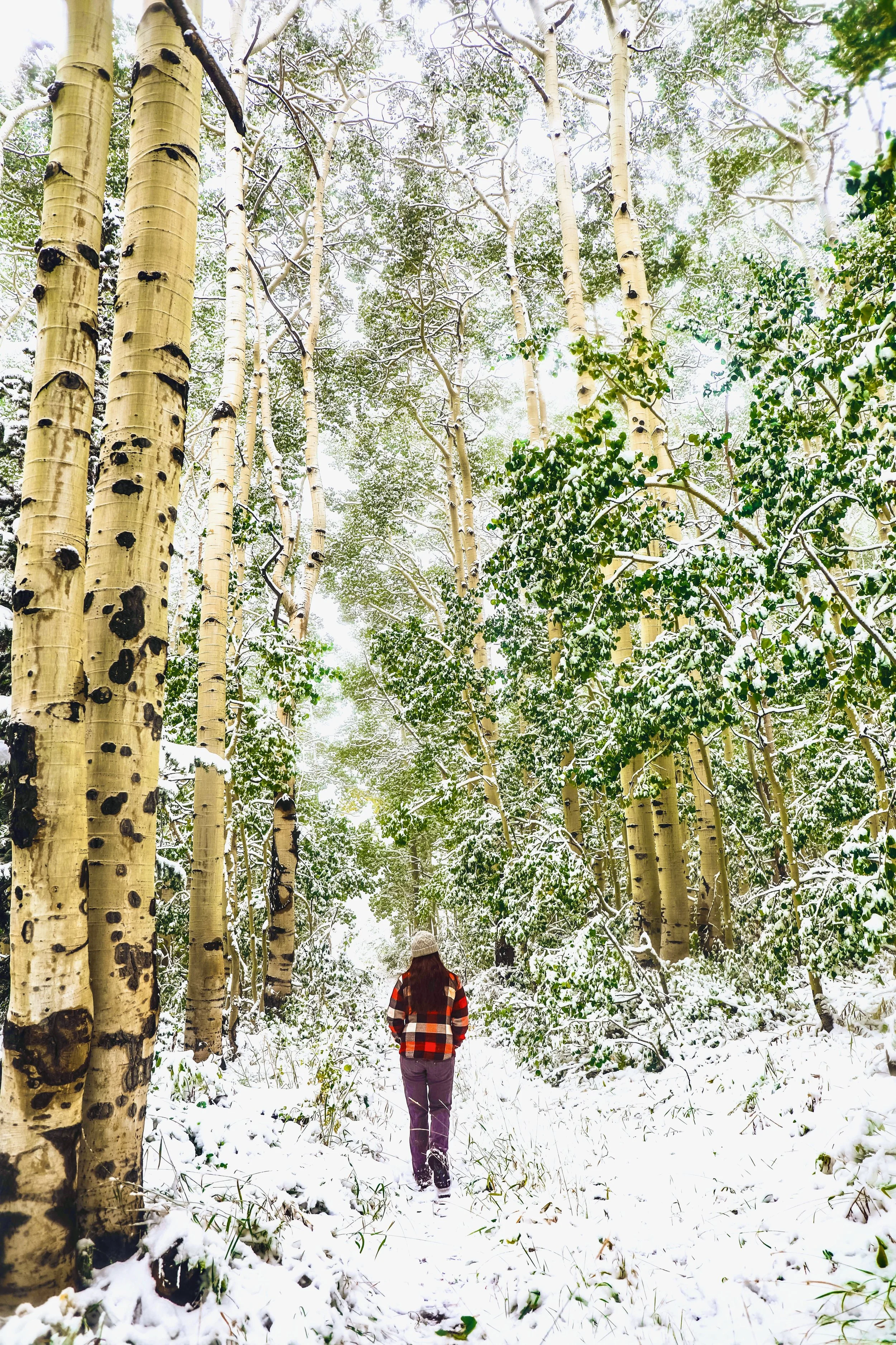 A person wearing a plaid jacket and gray pants walking through a snow-covered forest with tall aspen trees and green leaves.