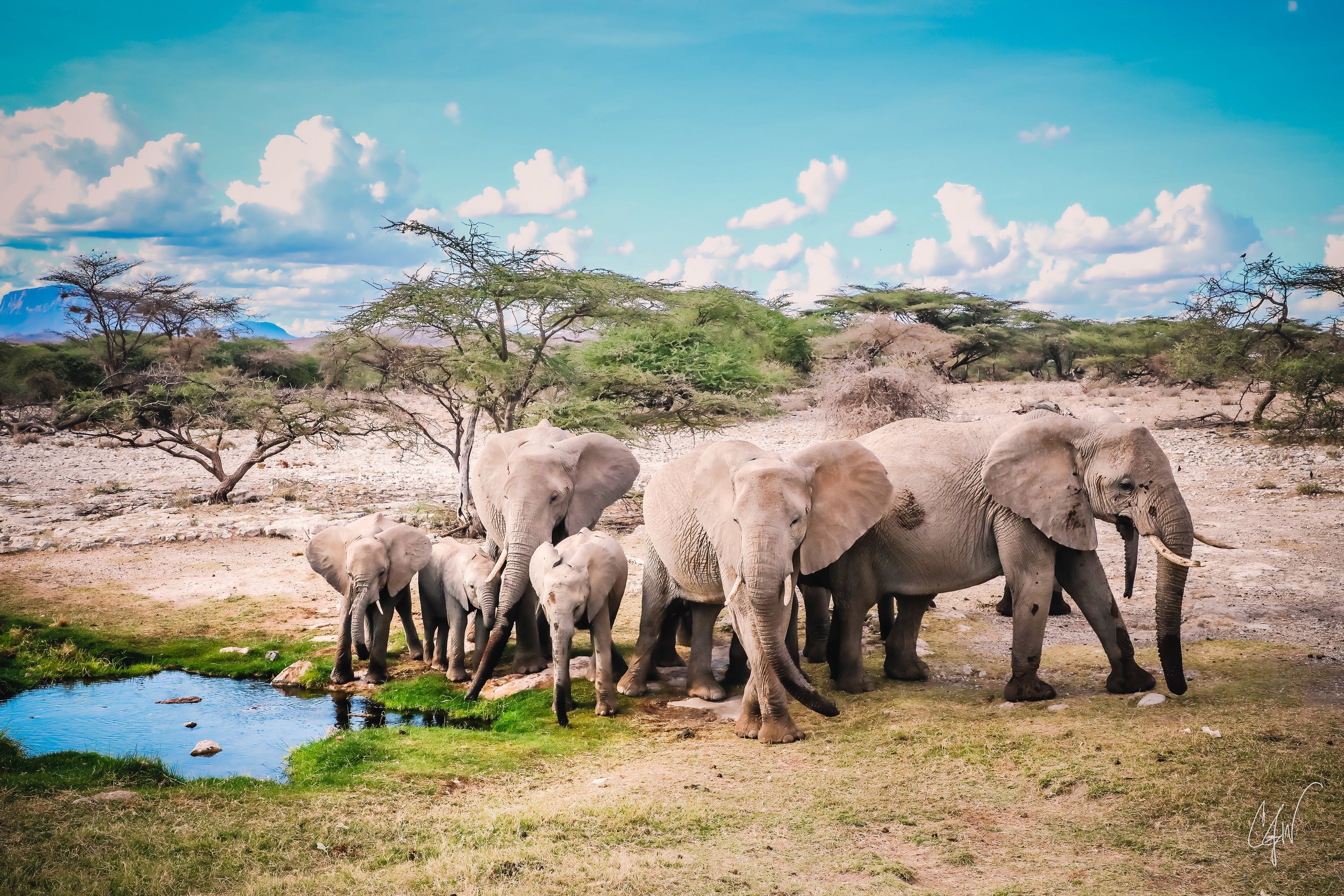 Tall trees and a herd of elephants walking near a small water body on a dry landscape with mountains in the background and a partly cloudy sky.