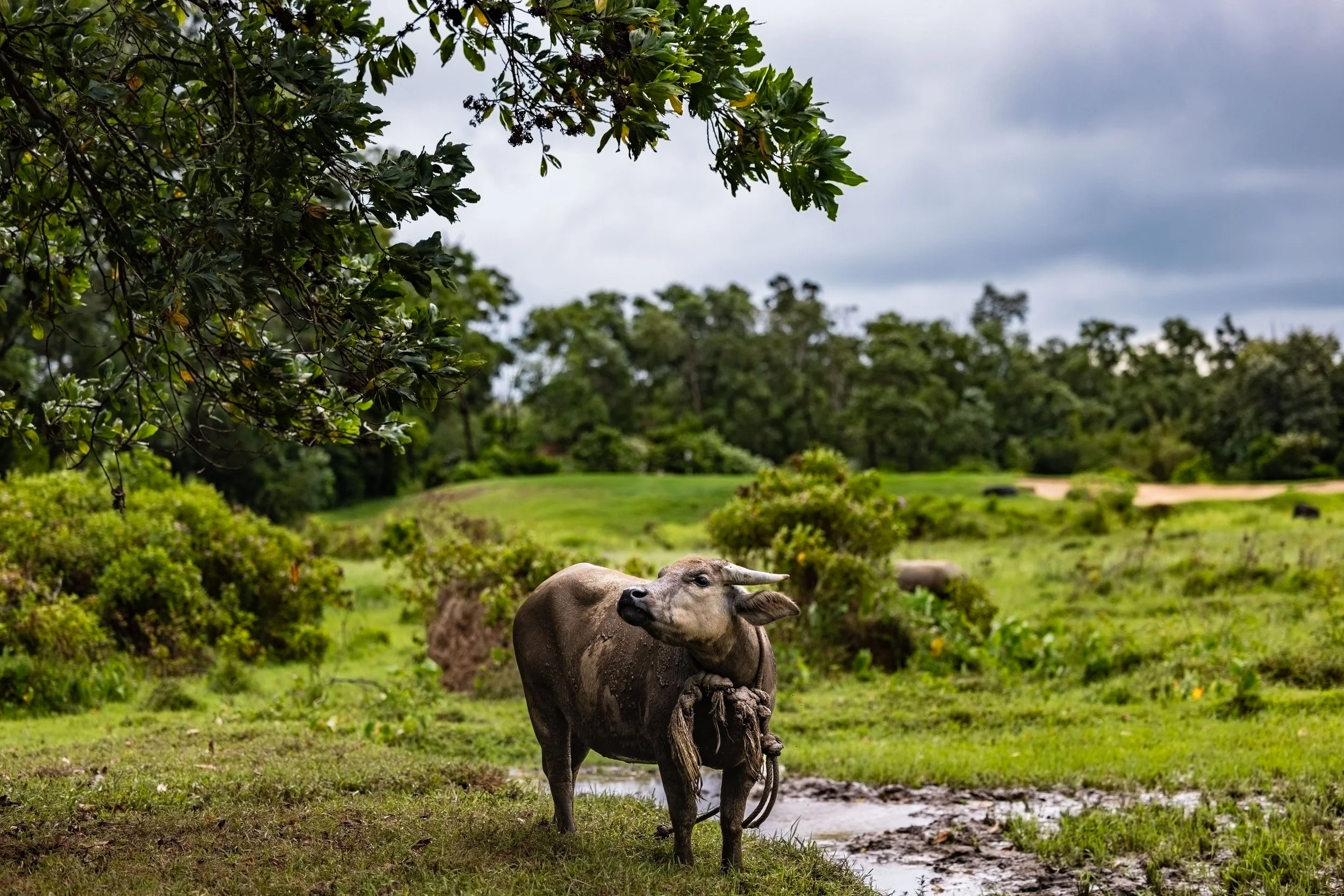 A cow standing on a grassy field with a small muddy puddle, surrounded by lush green plants and trees under a cloudy sky.