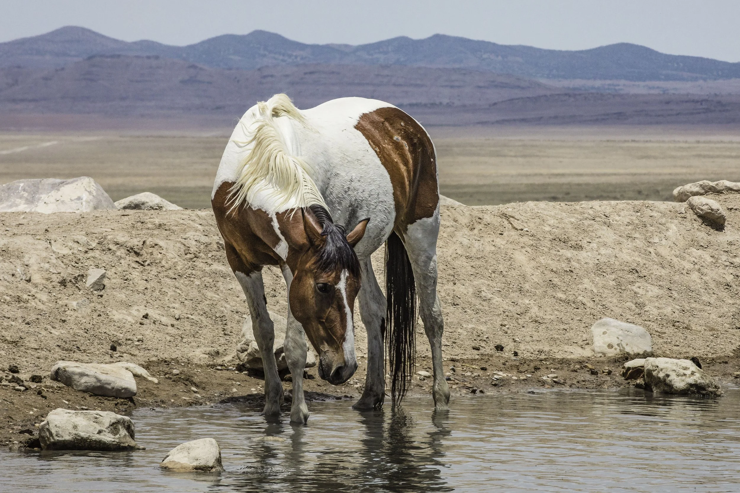 A brown and white horse drinking water at a rocky water's edge in a desert landscape with mountains in the background.