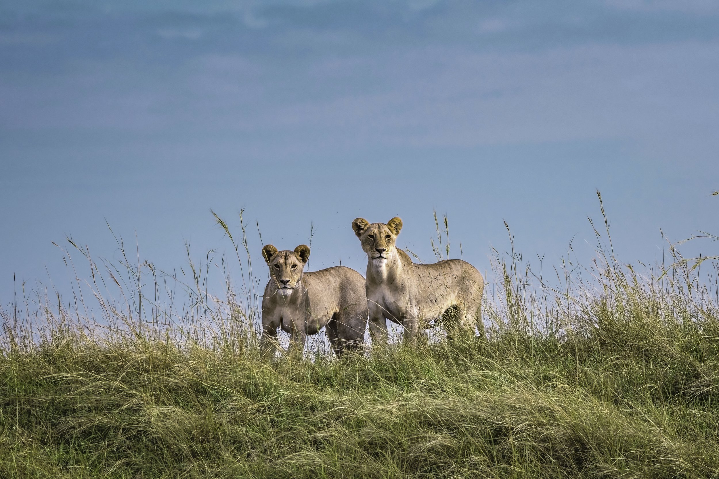 Two lions standing in tall grass under a blue sky.