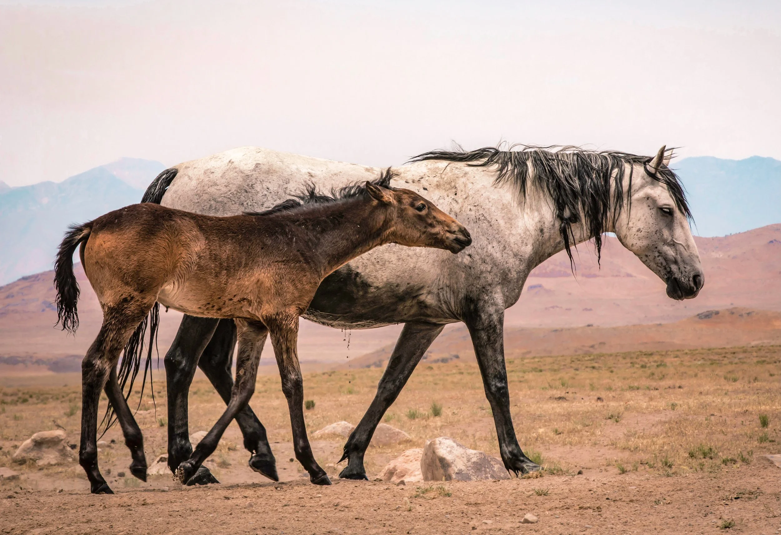 A brown foal walks beside a gray adult horse in a wide-open landscape with mountains in the background.