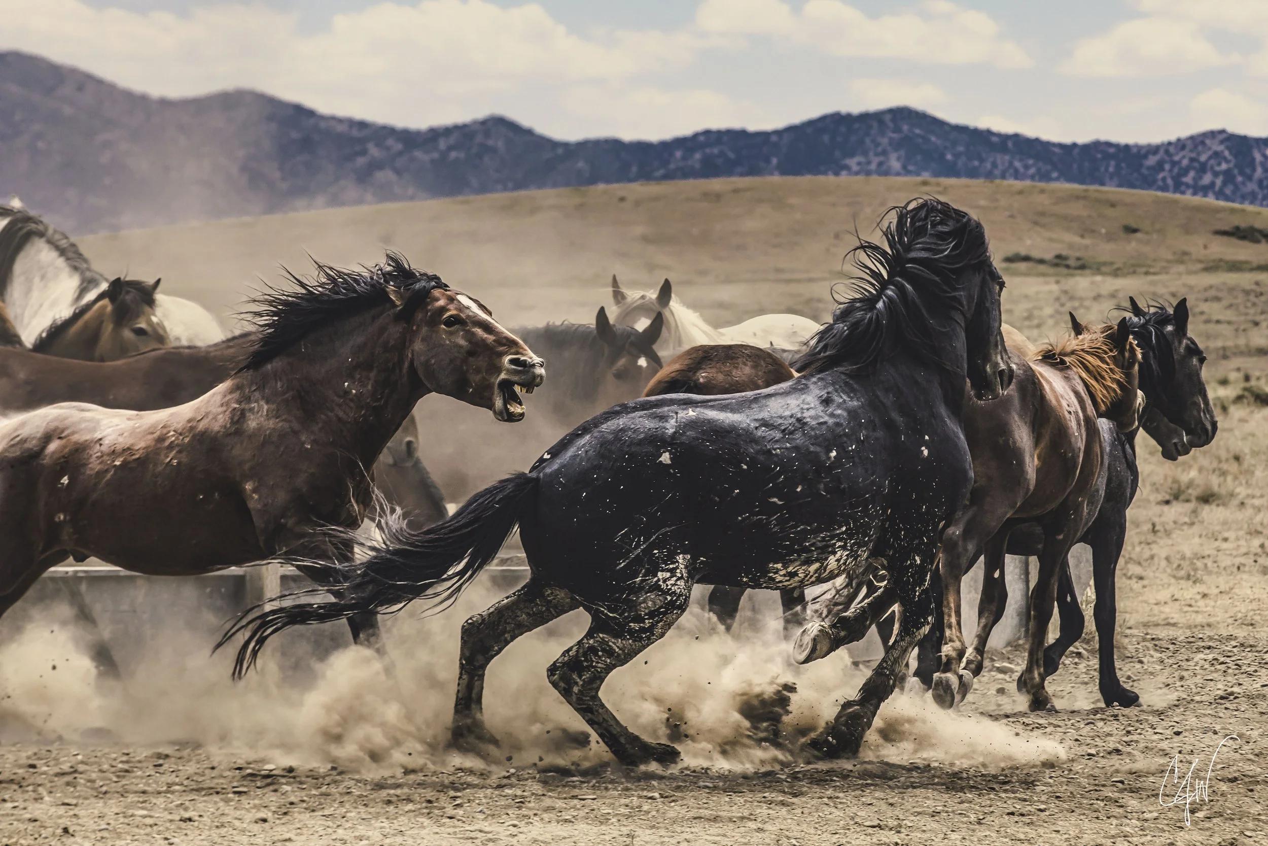 A group of horses running on a dusty plain with mountains in the background.