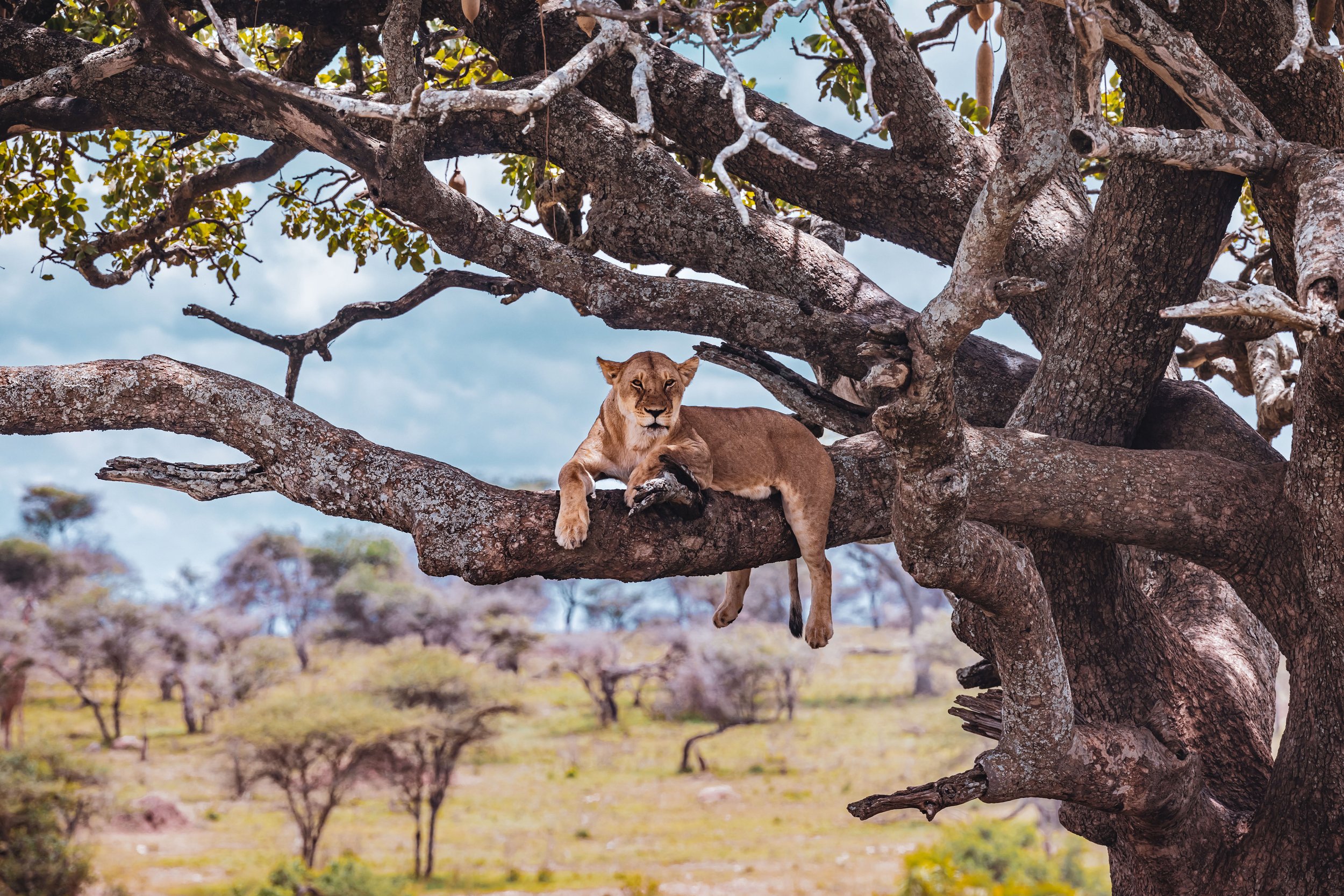 A lioness resting on the branch of a large tree in a savannah landscape under a partly cloudy sky.