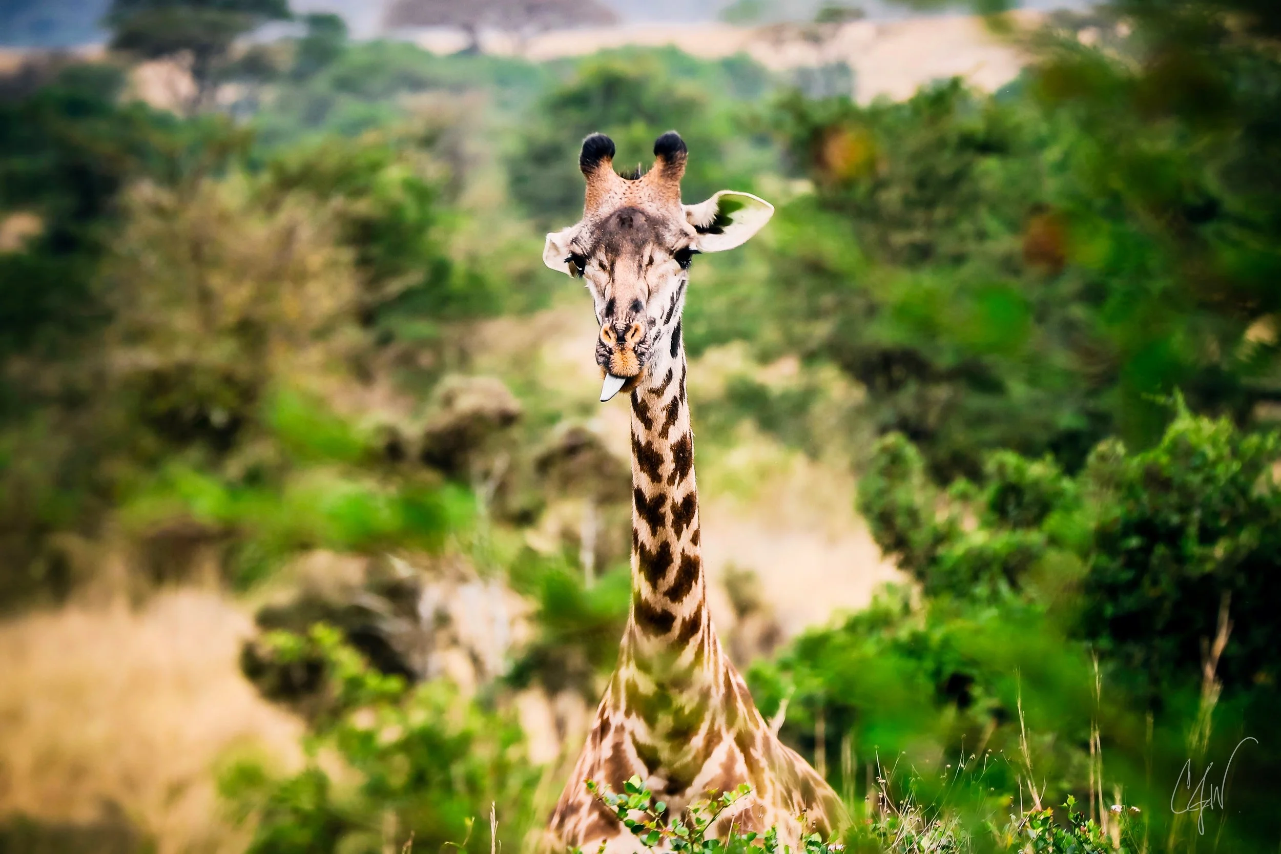 A giraffe standing in a lush green landscape with trees in the background.