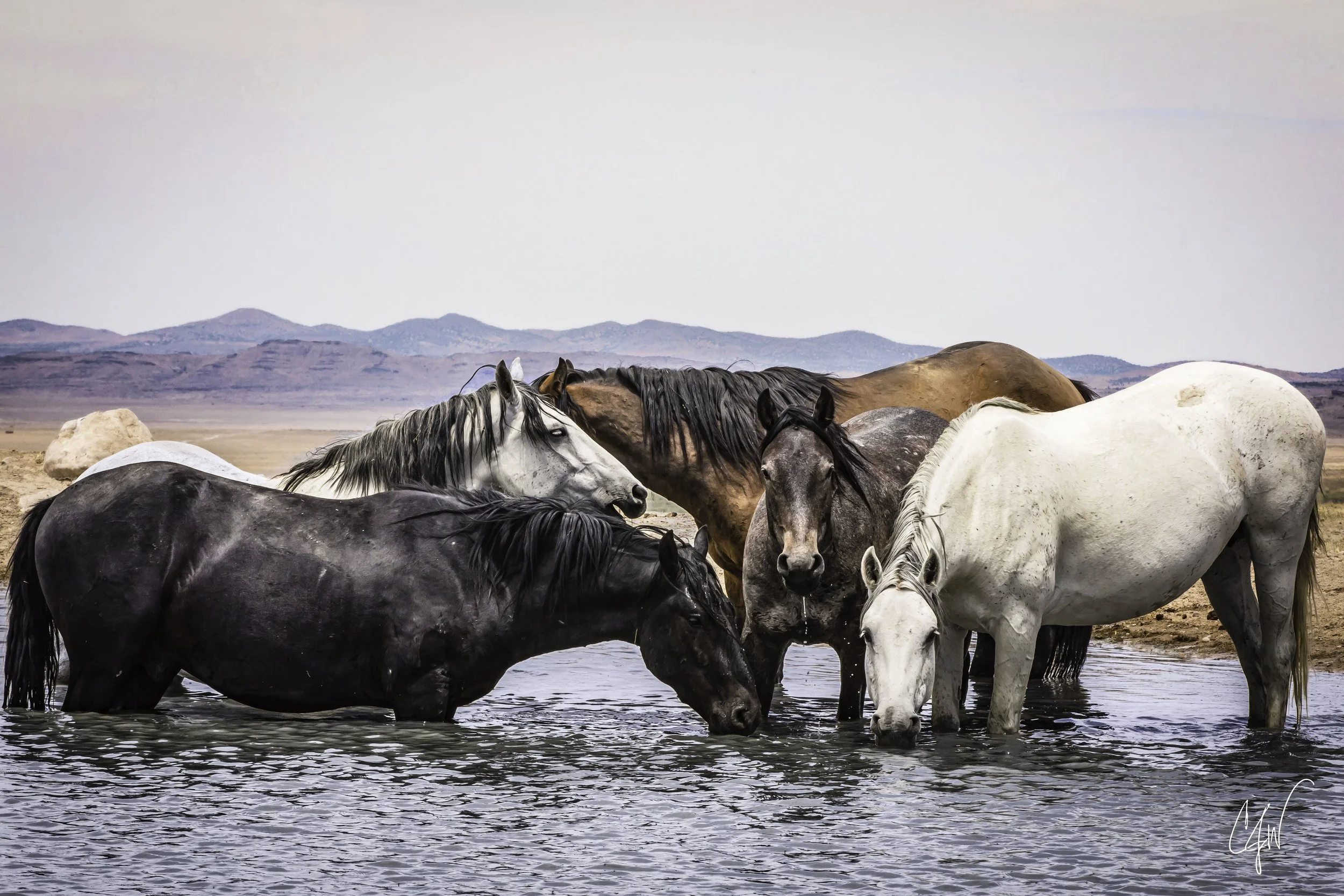 A group of horses standing in a shallow body of water, with mountains in the background.