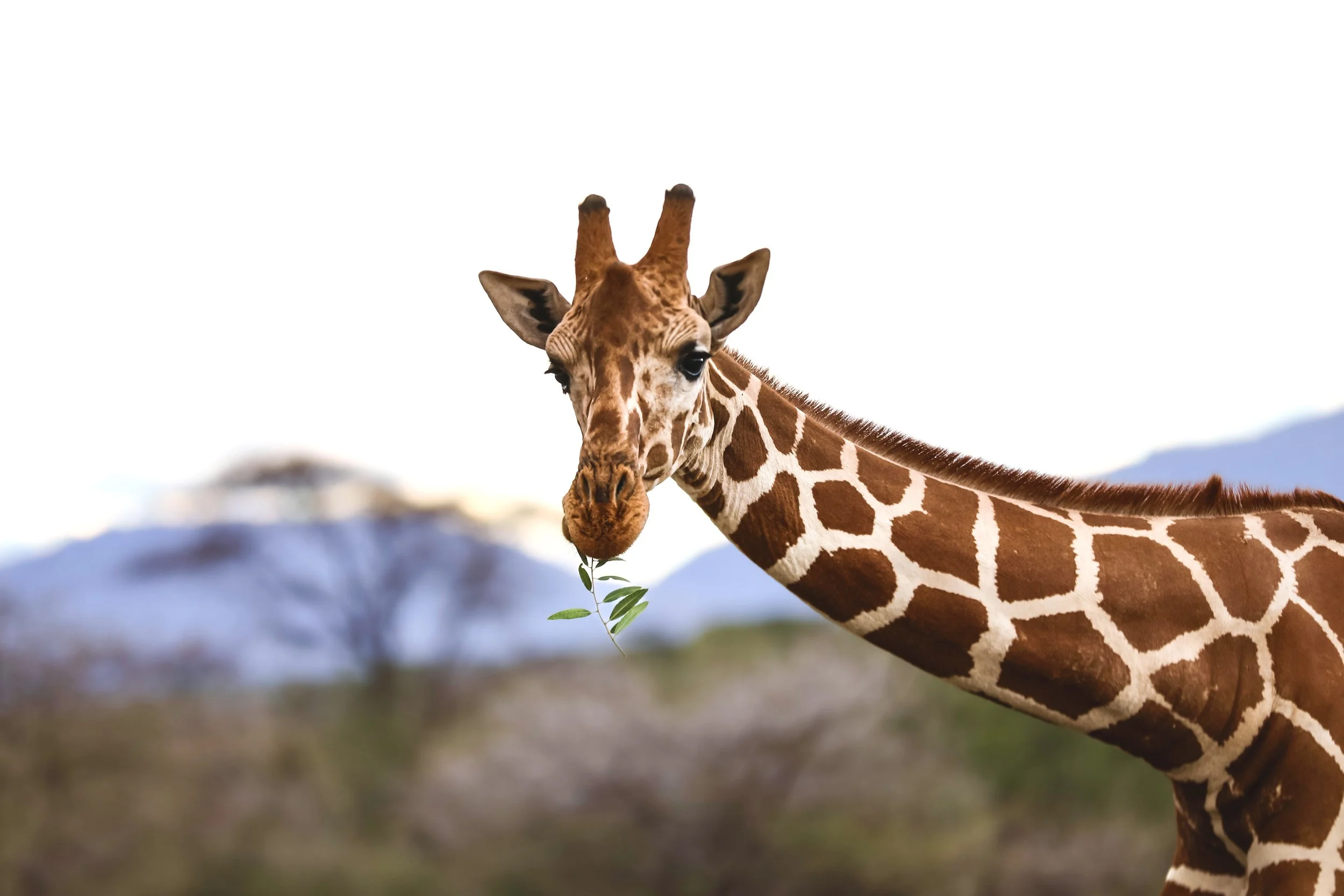 Close-up of a giraffe's head and neck with a leaf in its mouth, blurred background of mountains and sky.