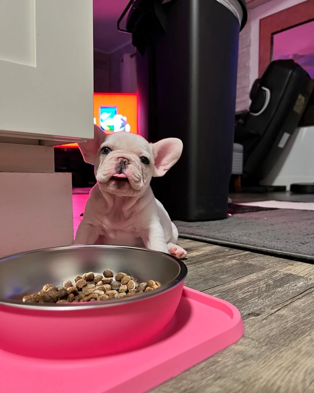 Diamond Gurl turns 3 today 🎈
#happybirthday🎂 #diamond808🐾 
#frenchie #frenchiesofinstagram